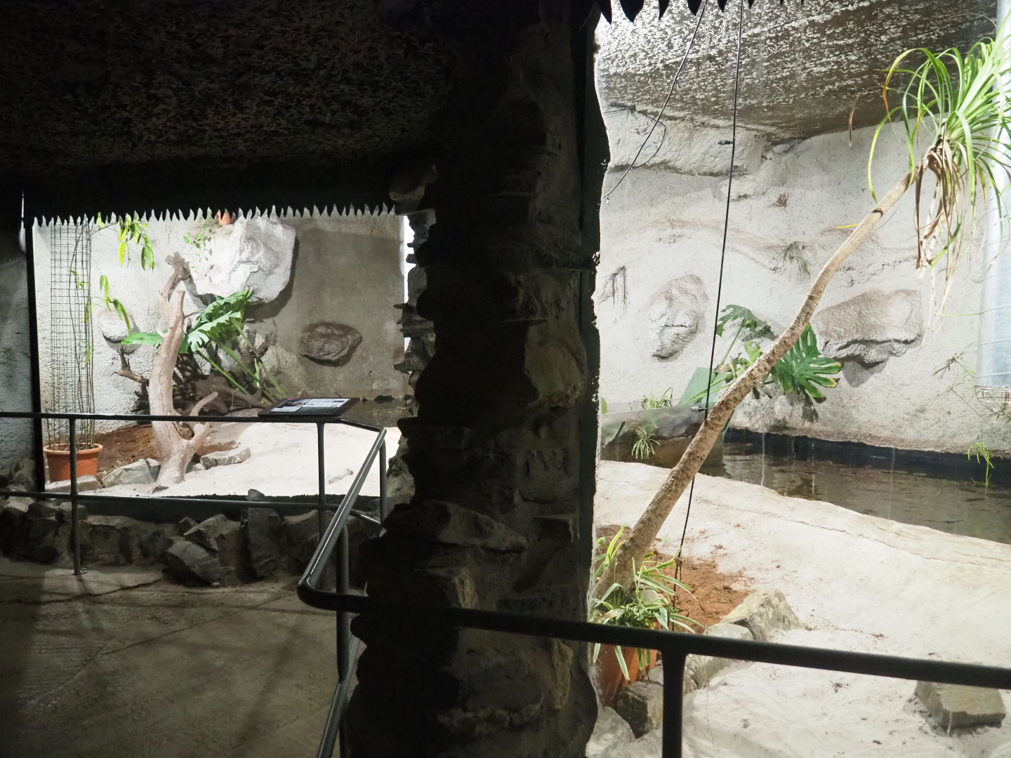 Philippine crocodile exhibit, 2019-08-04