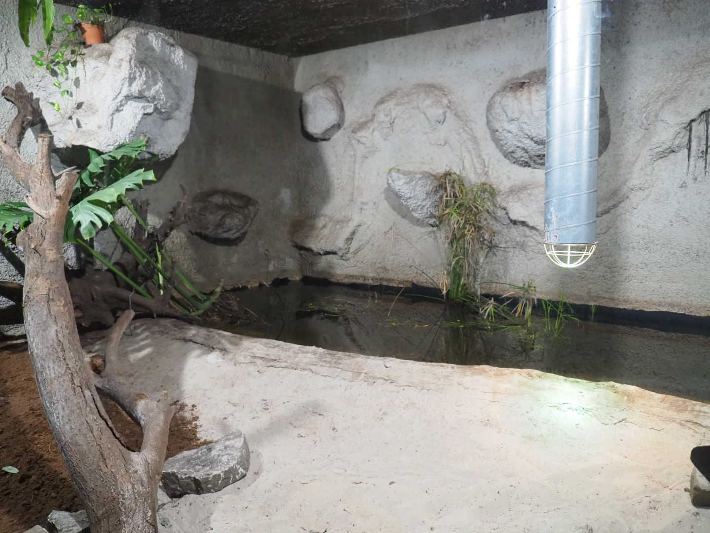 Philippine crocodile exhibit, 2019-08-04