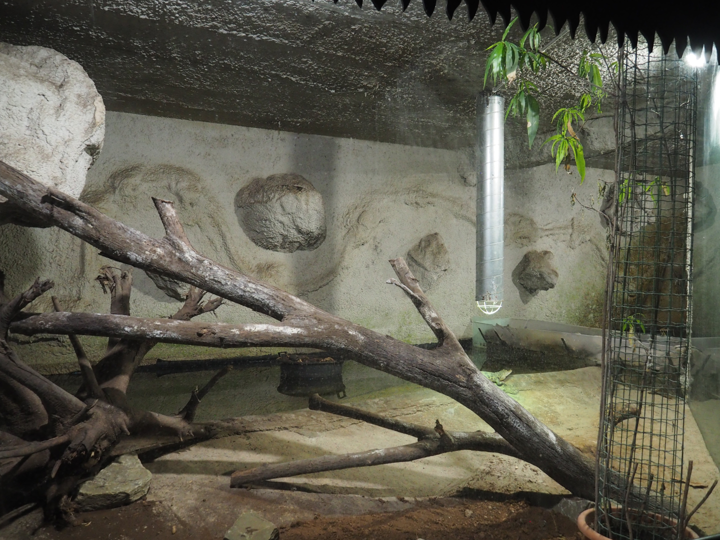 Philippine crocodile exhibit, 2020-06-20
