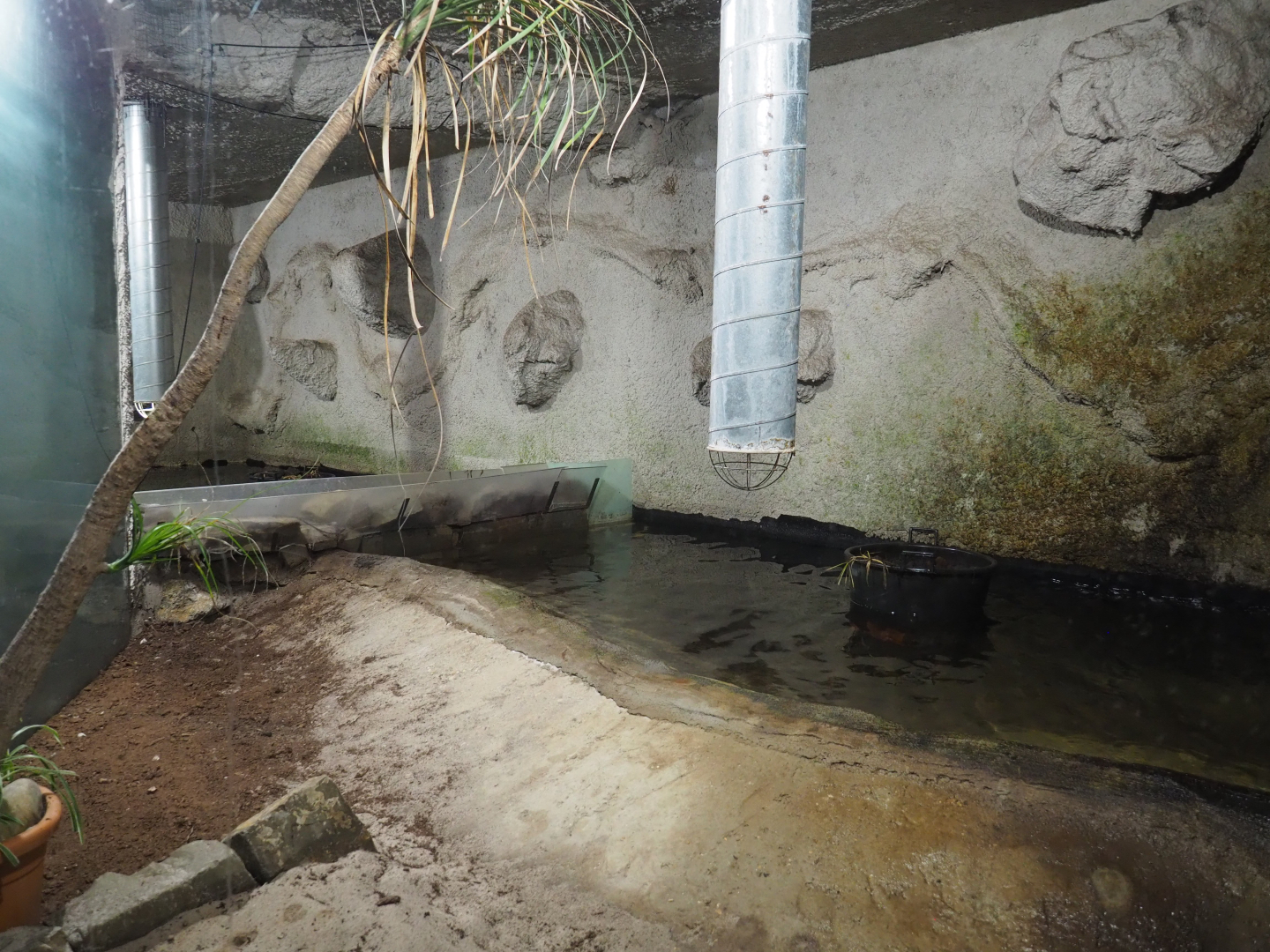 Philippine crocodile exhibit, 2020-06-20