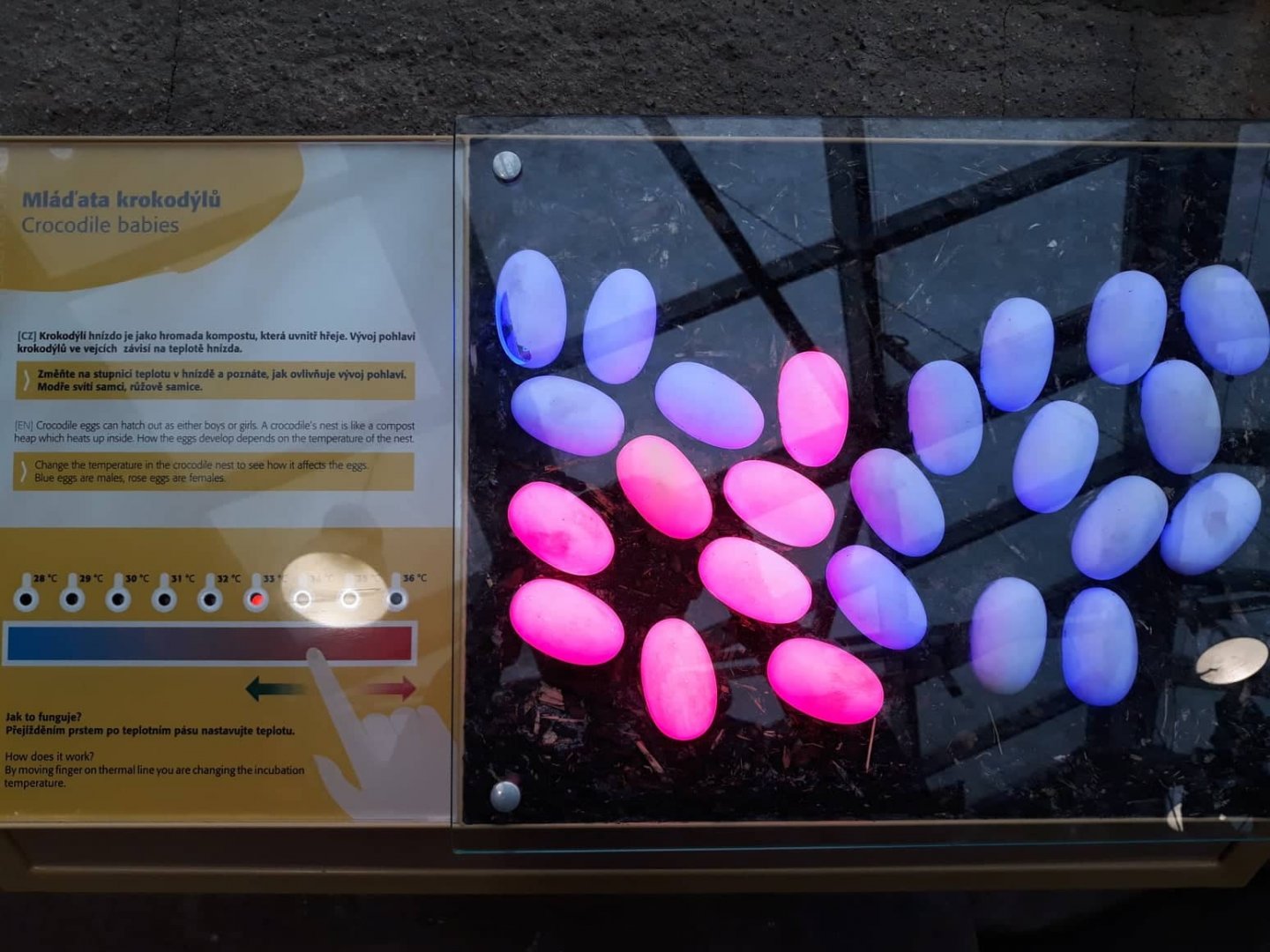 Philippine crocodile exhibit - interactive board