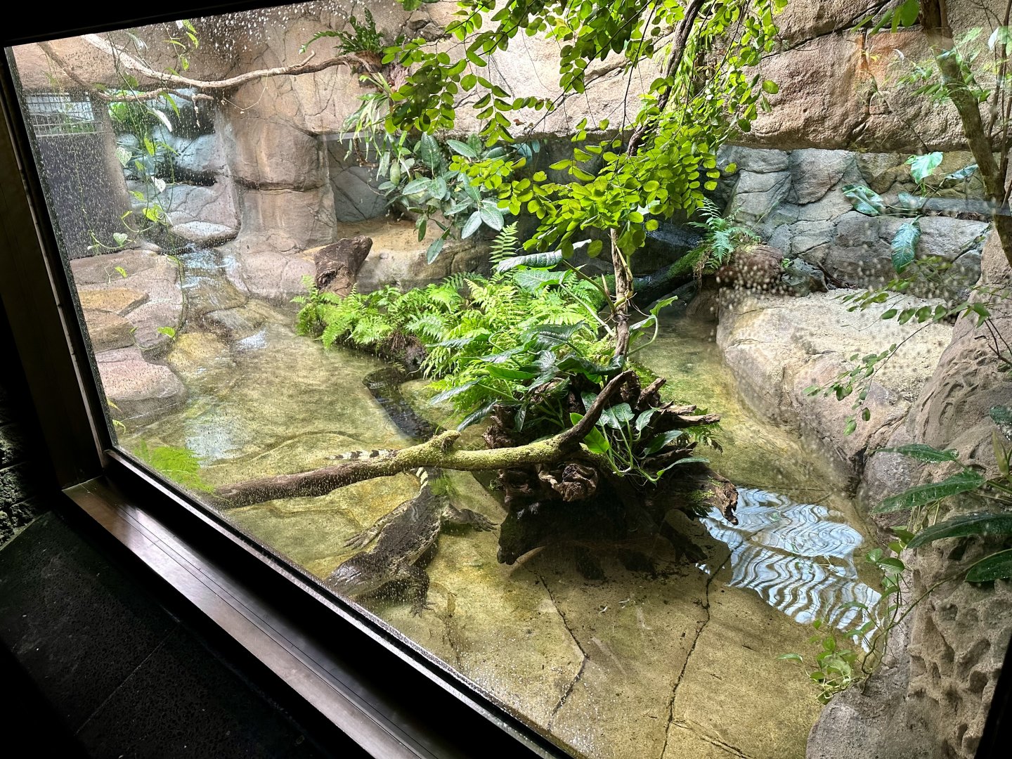 Philippine Crocodile Exhibit (Reptile House)