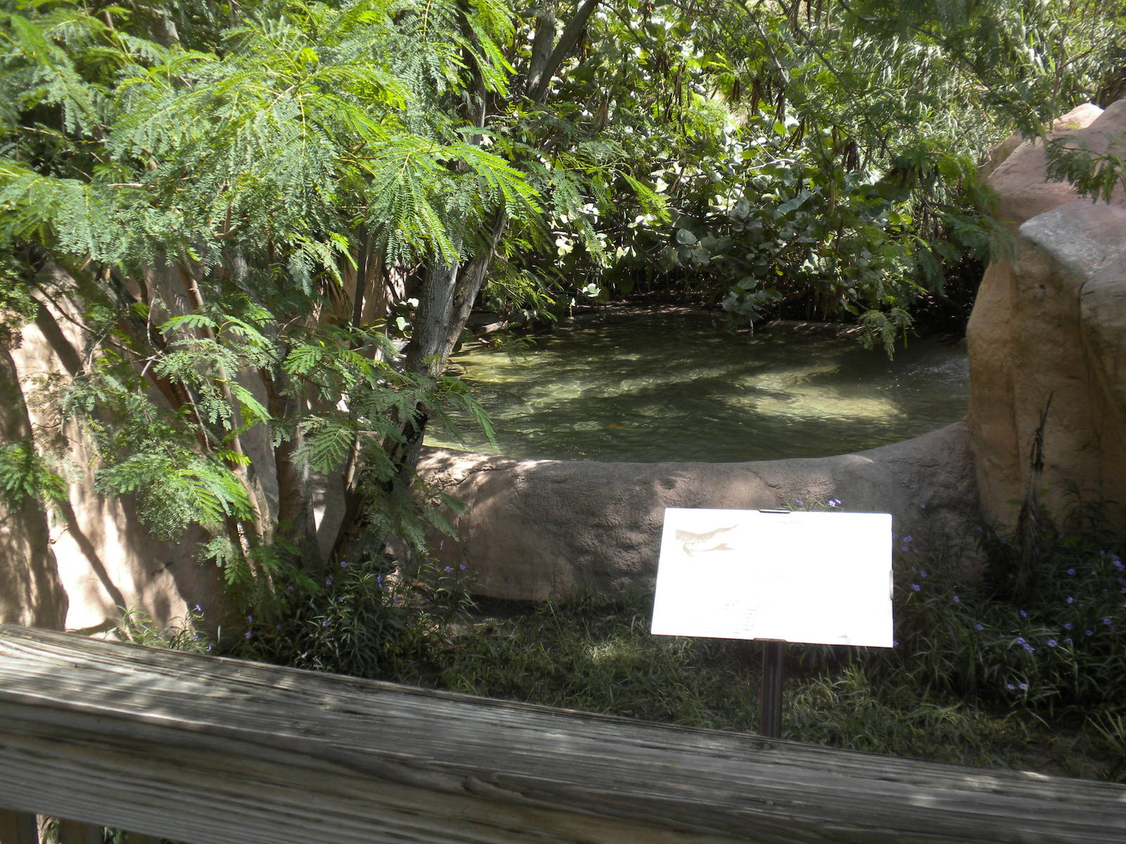 Philippine Crocodile exhibit