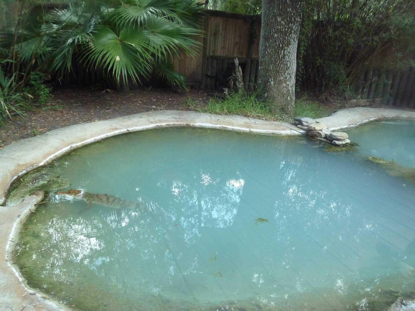 Philippine Crocodile Exhibit