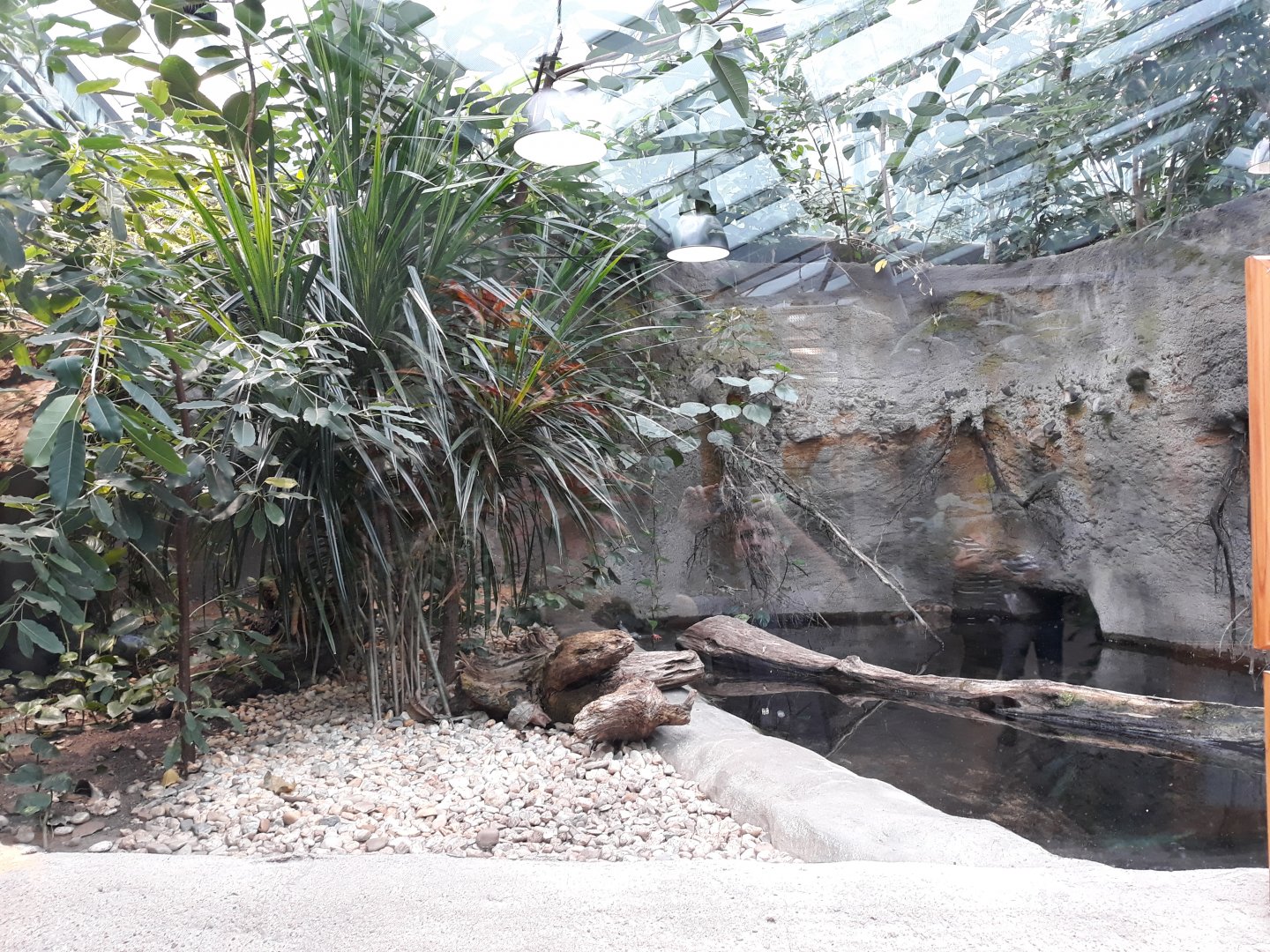 Philippine Crocodile exhibit