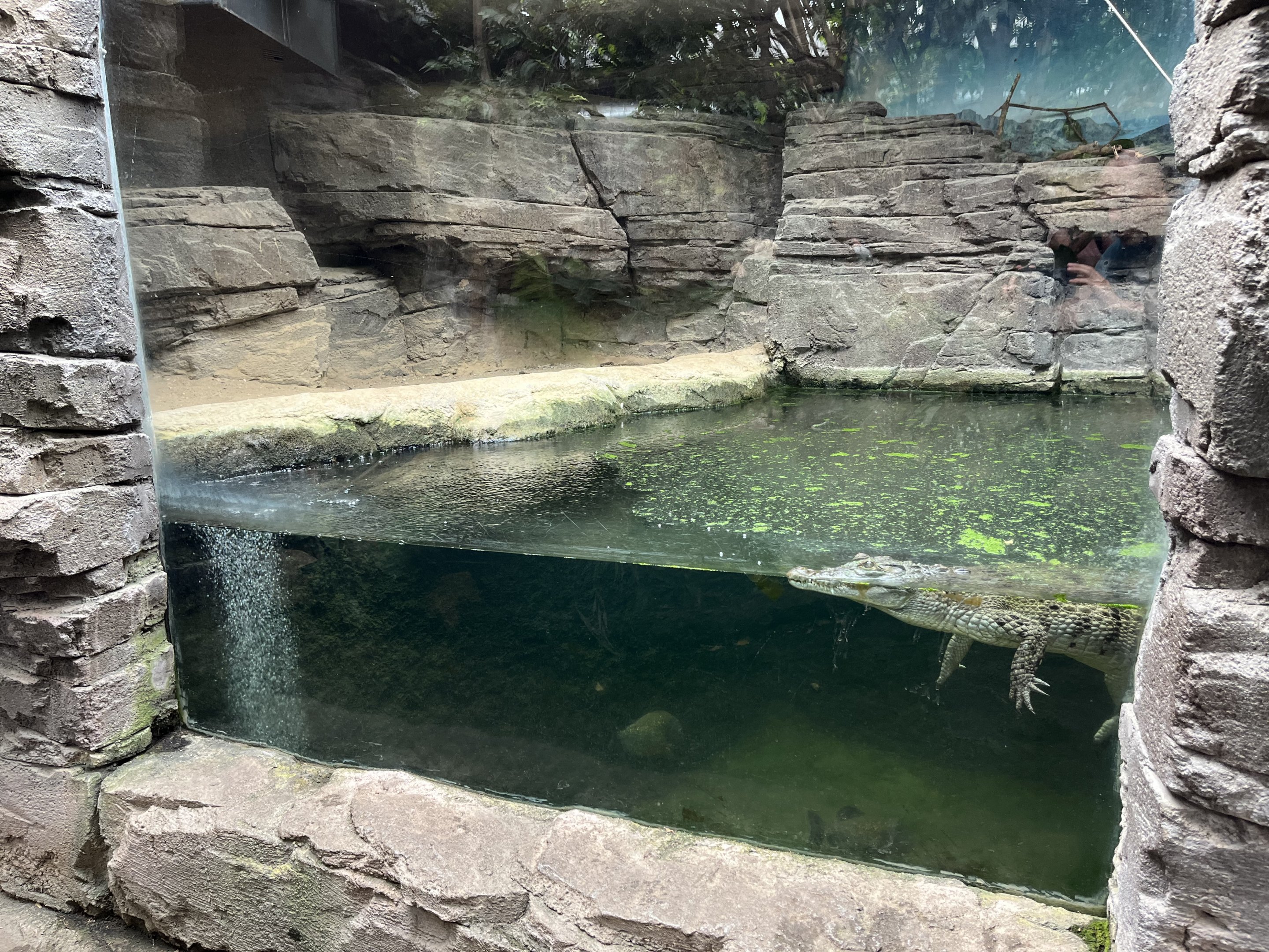 Philippine Crocodile Exhibit