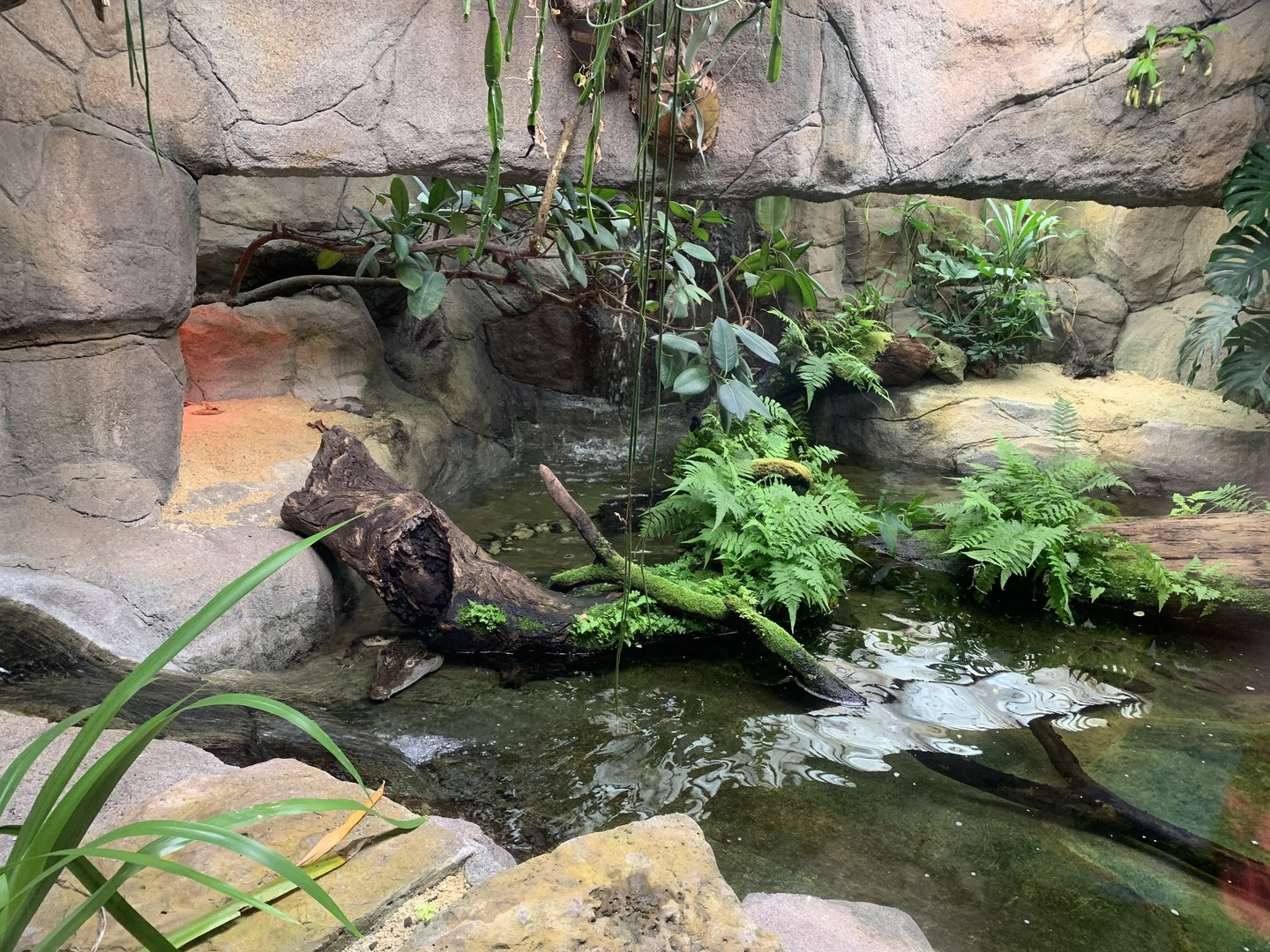 Philippine Crocodile Exhibit