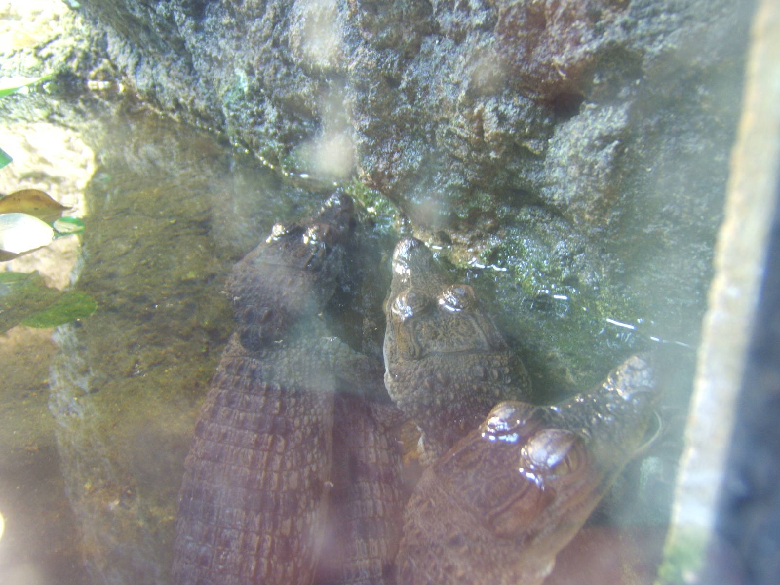 Philippine Crocodile hatchlings