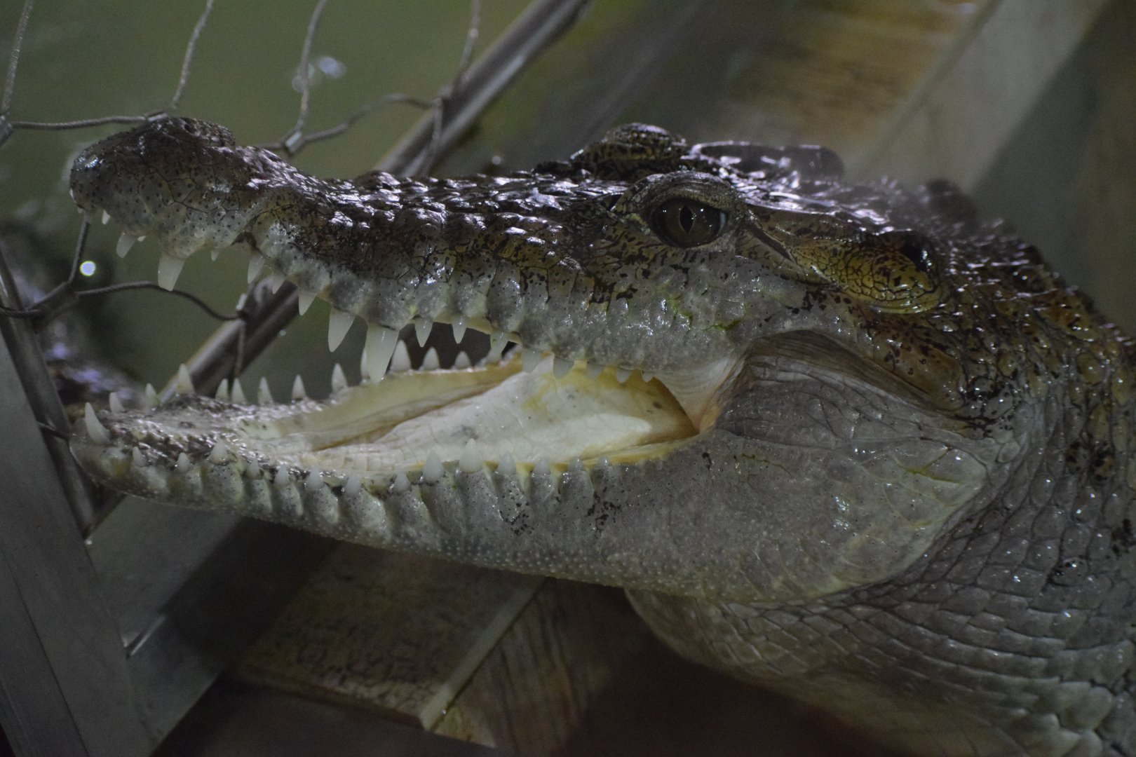 Philippine crocodile - July 2021