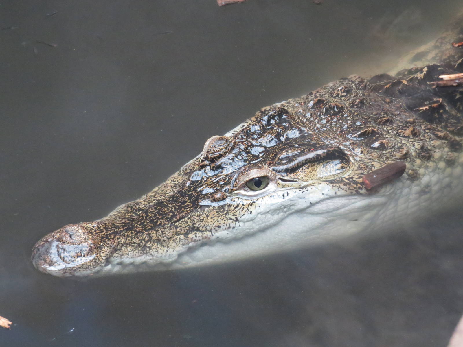 Philippine crocodile, June 2015.