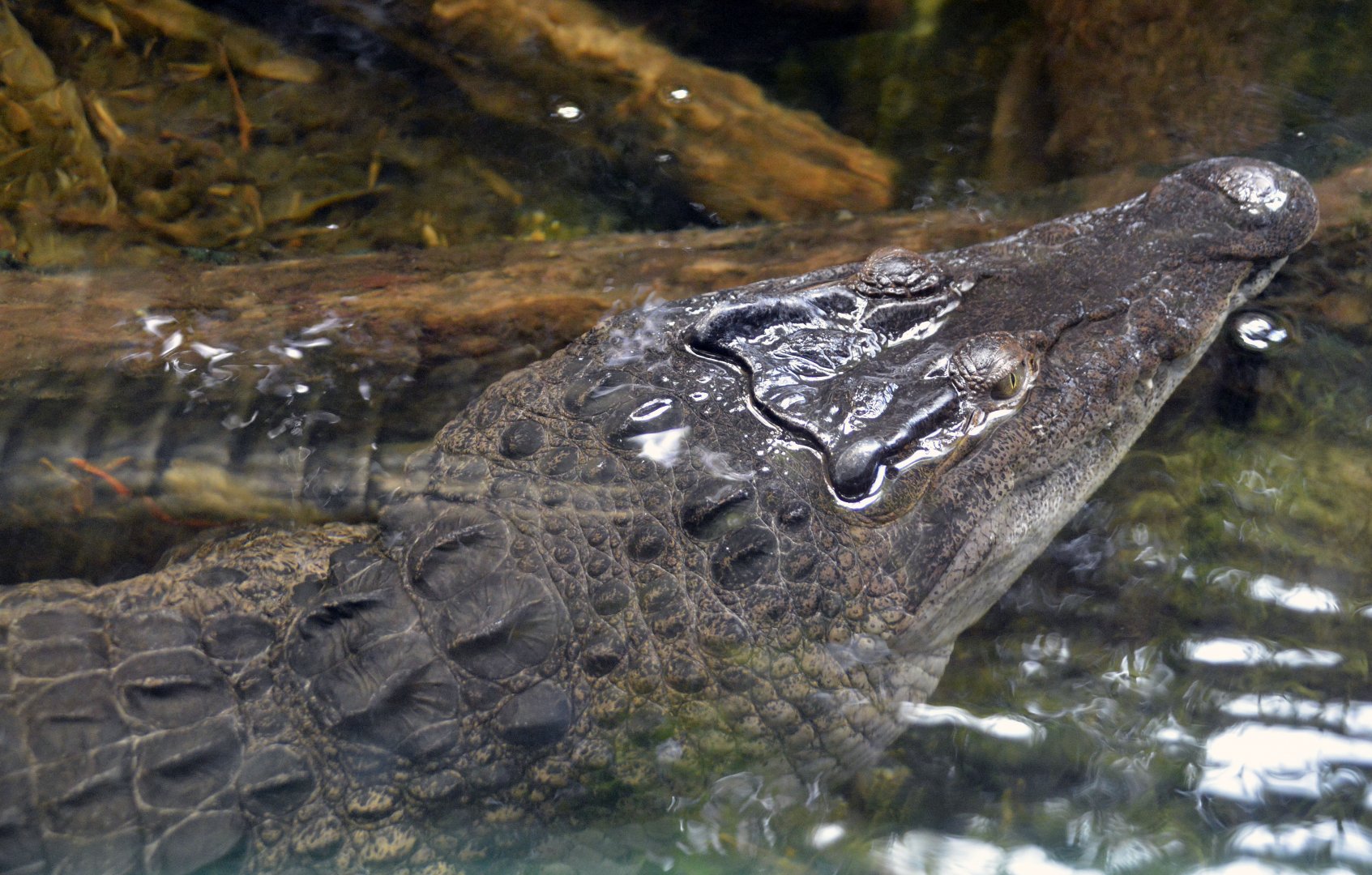 Philippine Crocodile London zoo 25 07 2020