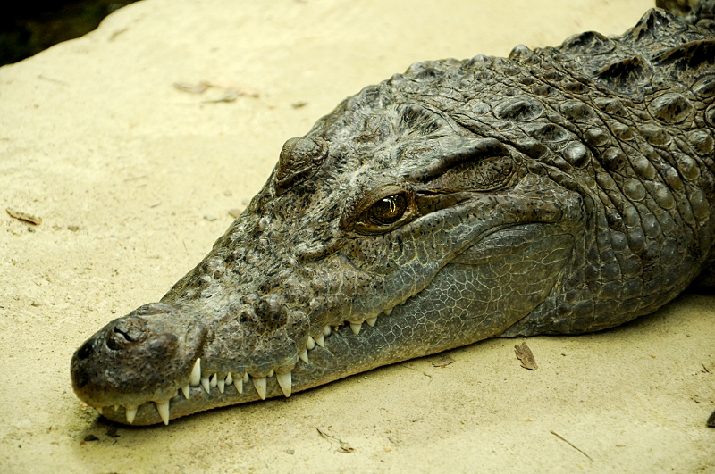 Philippine crocodile male at Cologne