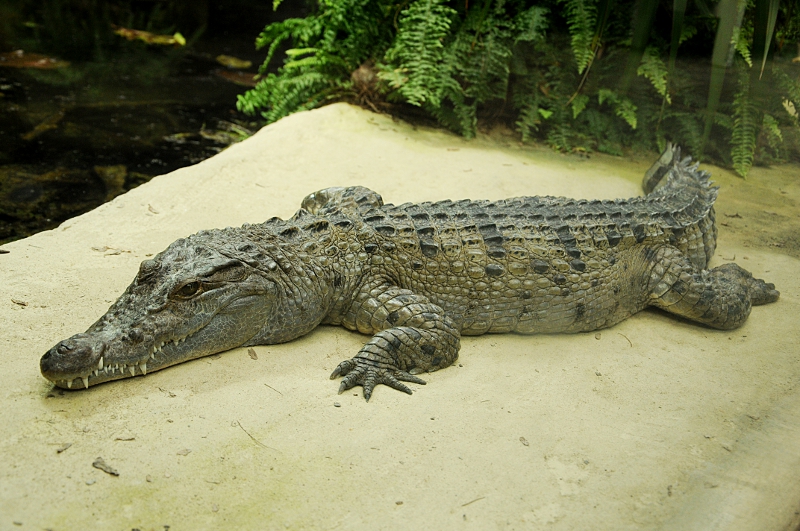 Philippine crocodile male at Cologne