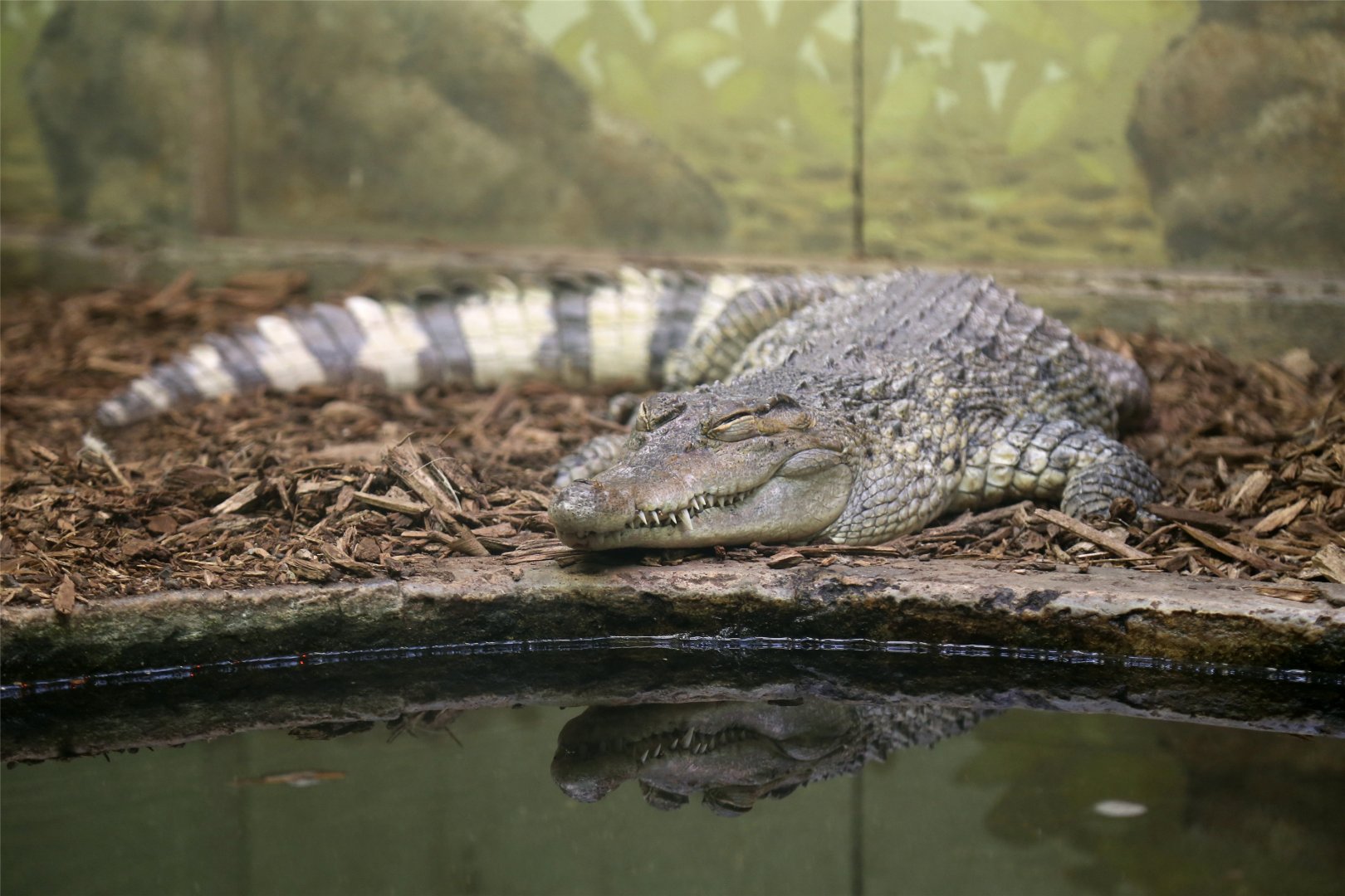 Philippine Crocodile, May 2019