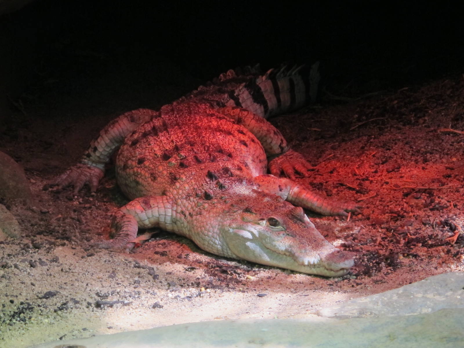 Philippine Crocodile - Melbourne Zoo November 2013