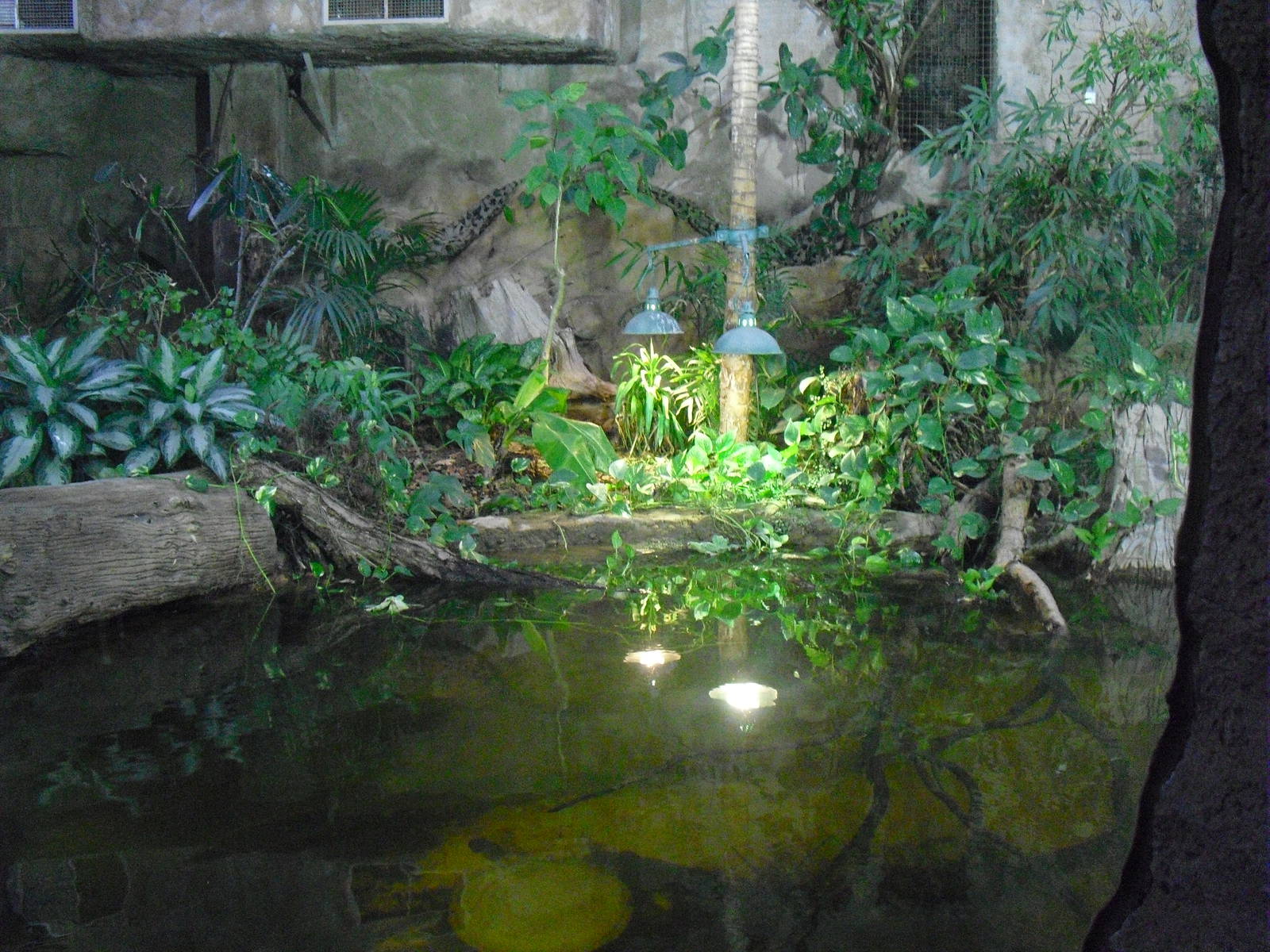 Philippine Crocodile Pool - 16/02/2011