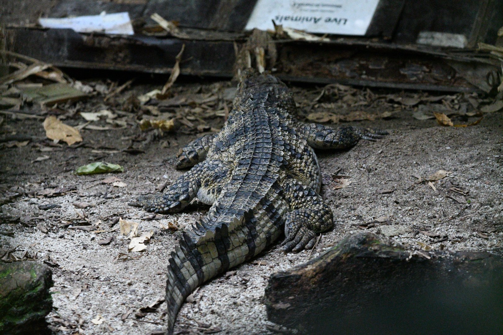 Philippine Crocodile ~ Reptile Garden