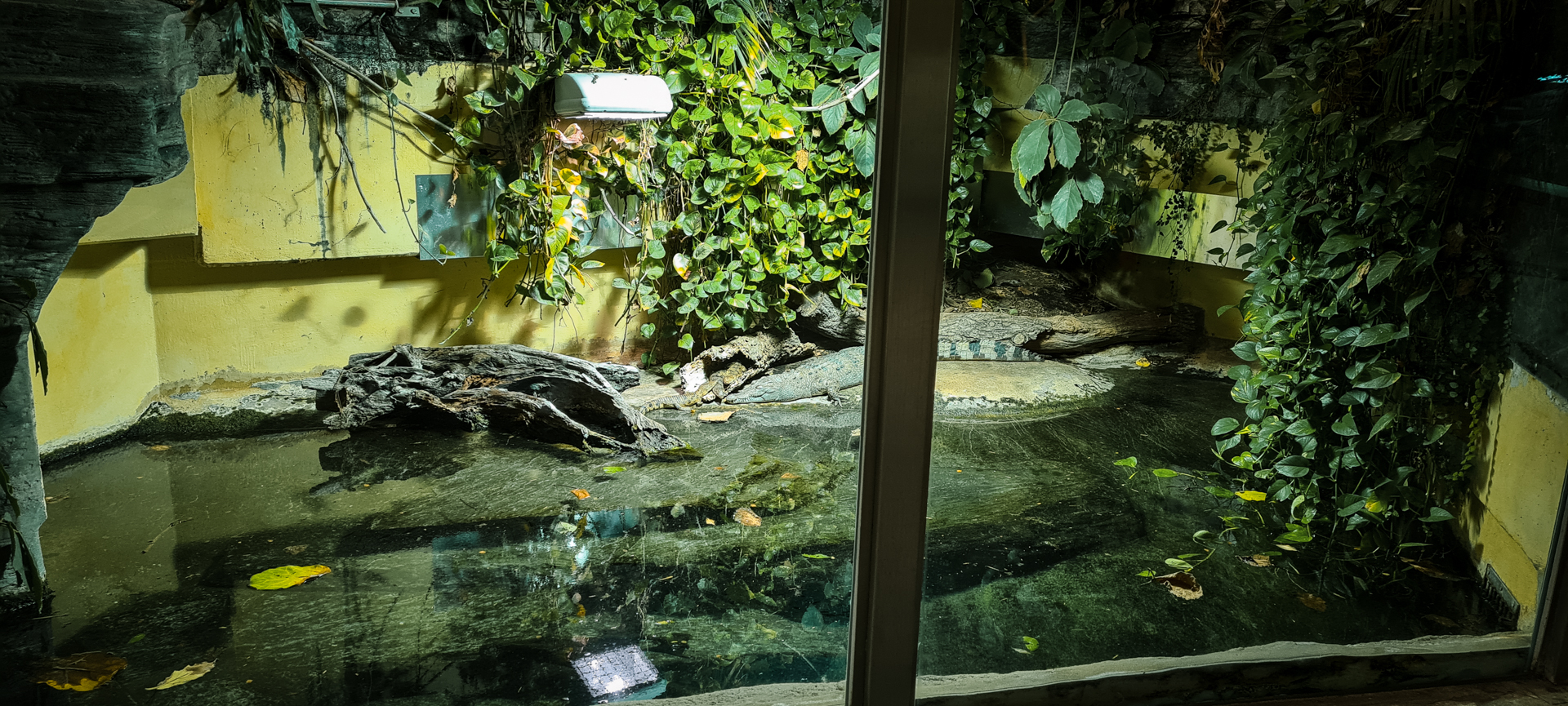 Philippine Crocodile with offfspring