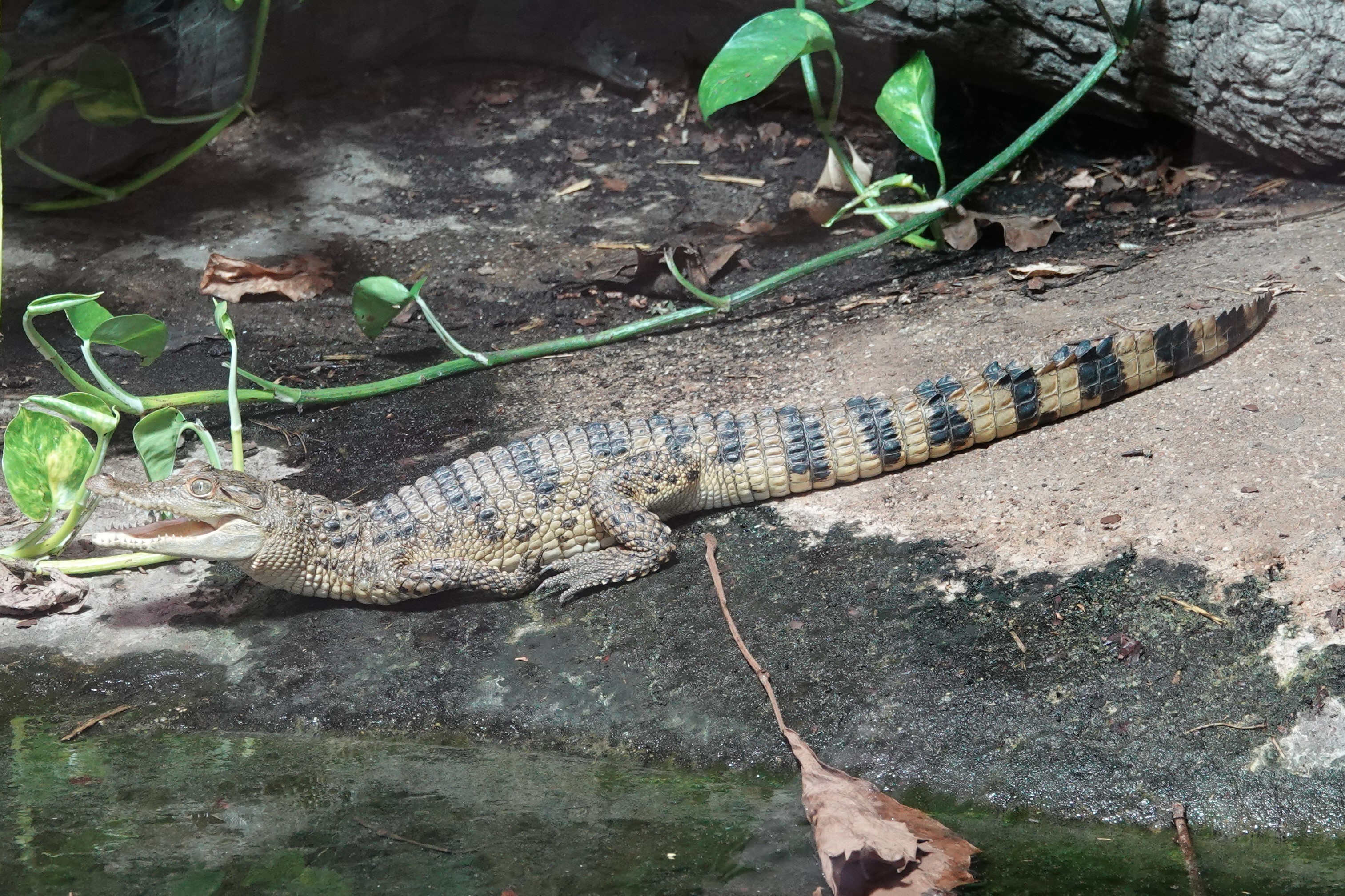 Philippine crocodile youngster