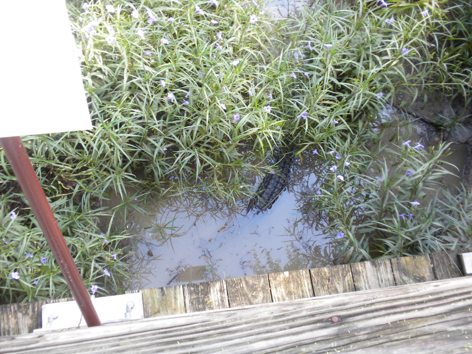 Philippine Crocodile