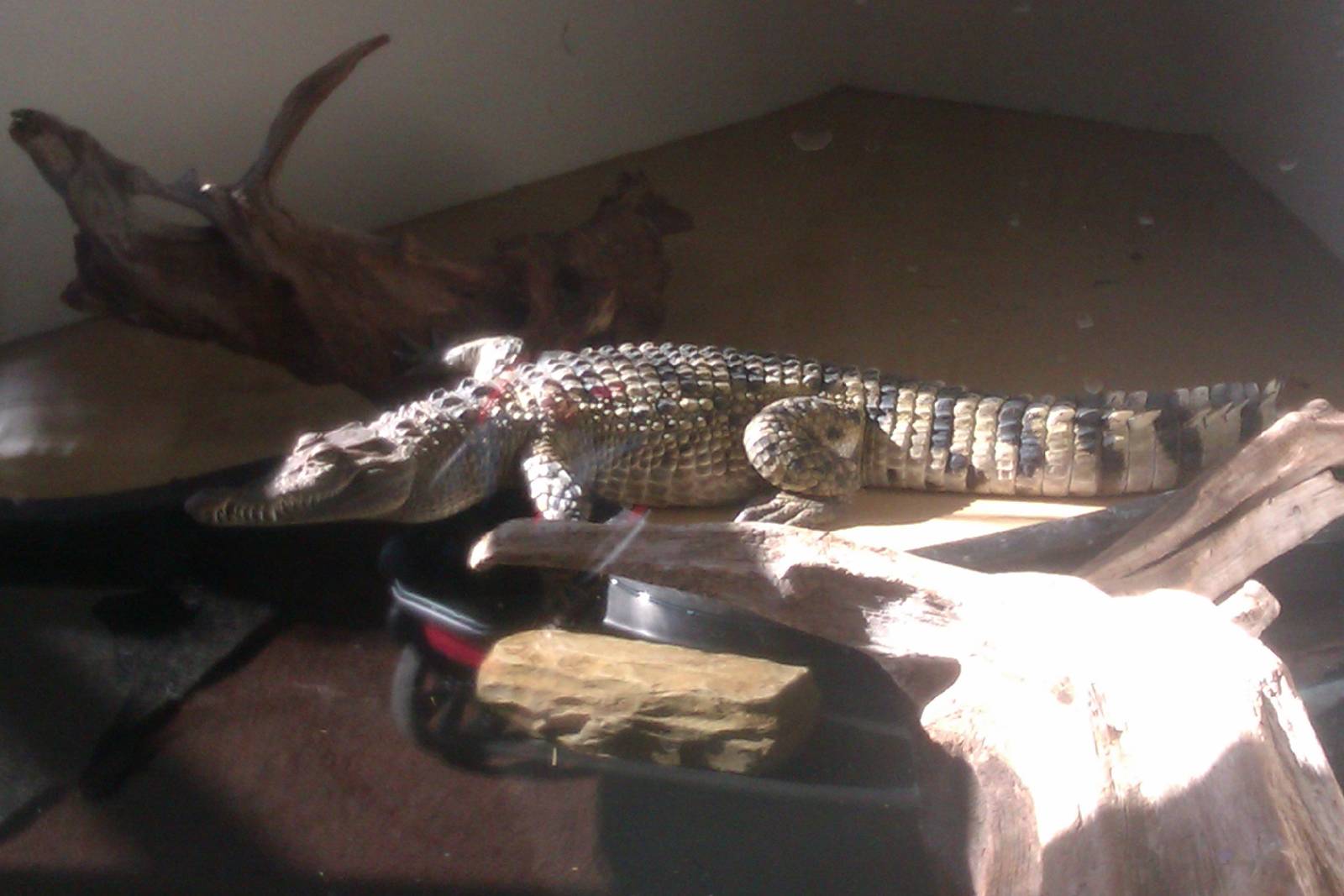 Philippine Crocodile