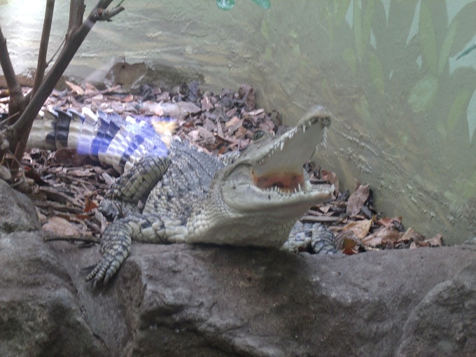 Philippine Crocodile