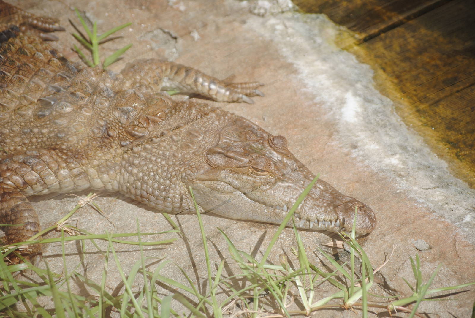 Philippine Crocodile