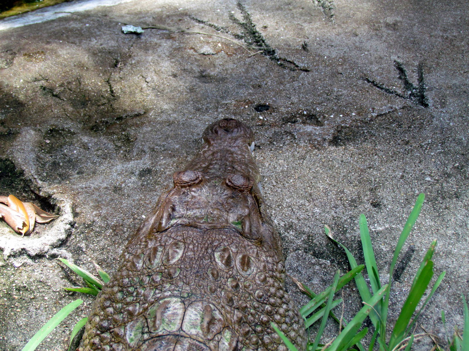 Philippine Crocodile