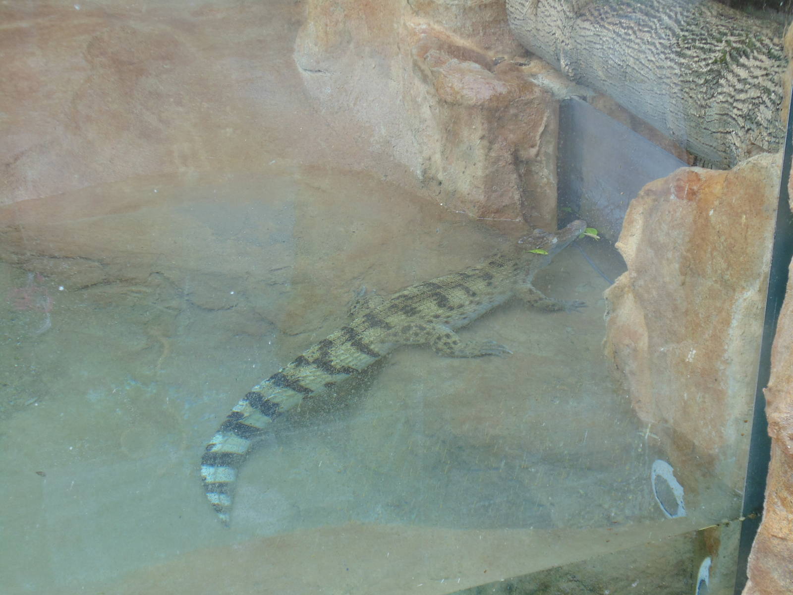 Philippine Crocodile