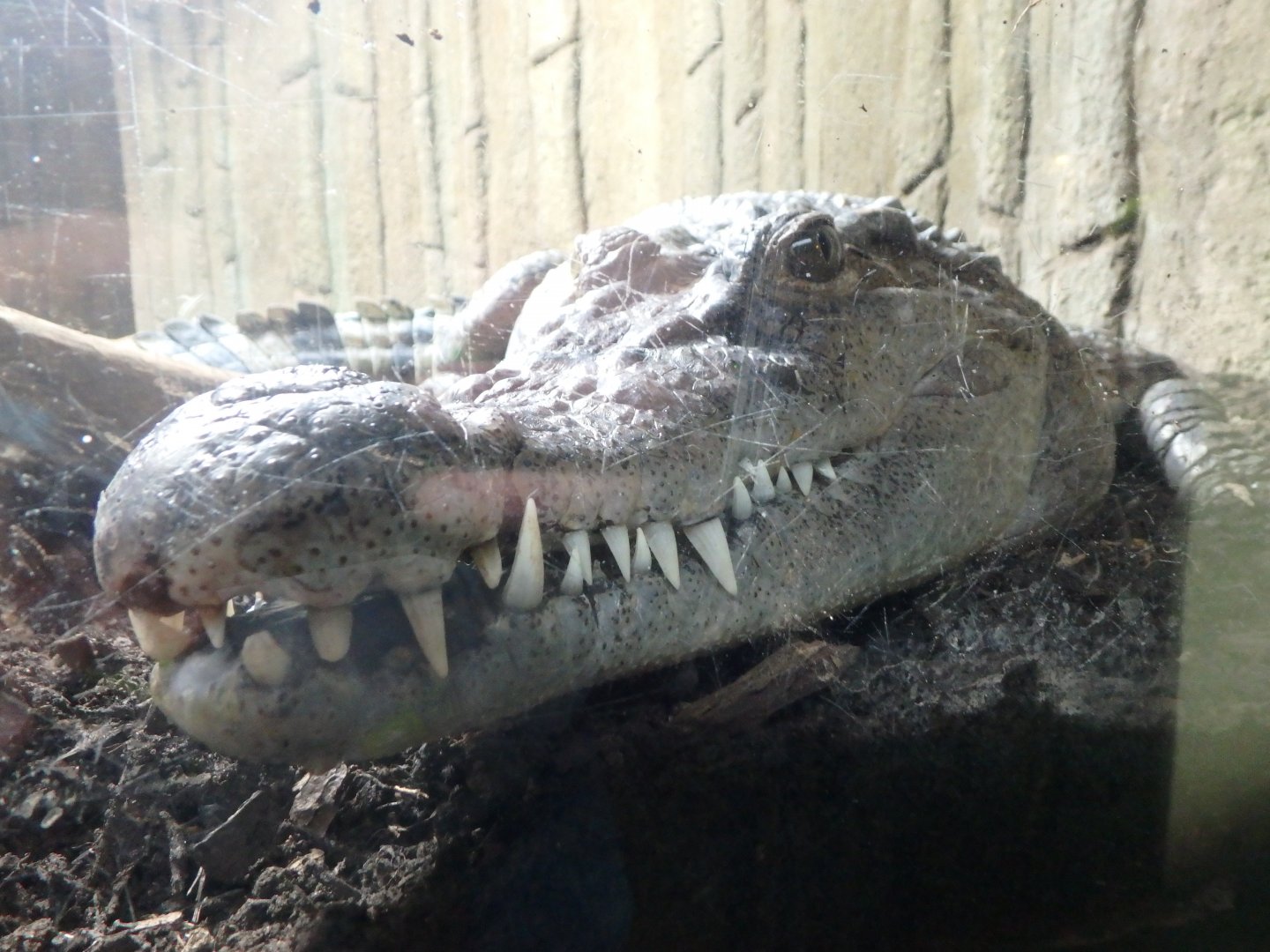 Philippine crocodile