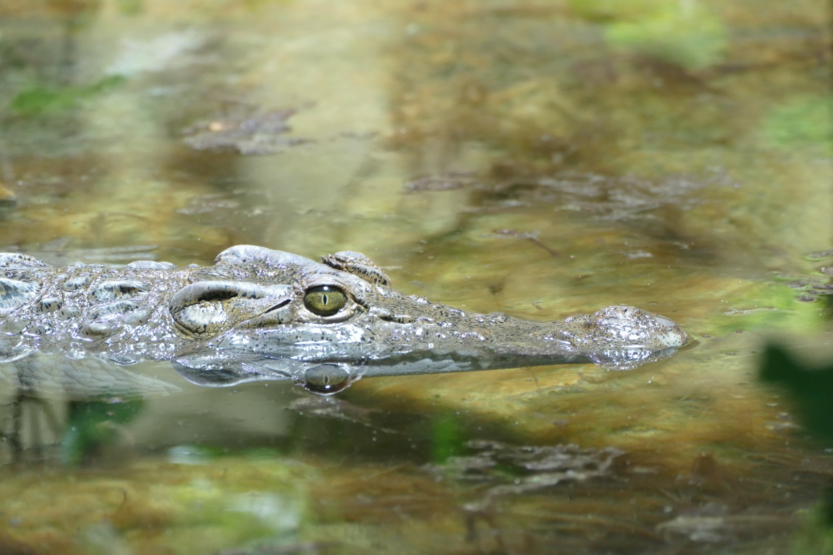 Philippine crocodile