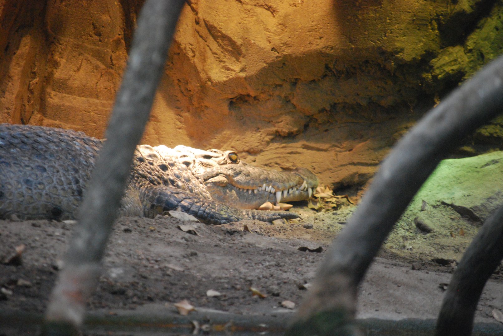 Philippine Crocodile