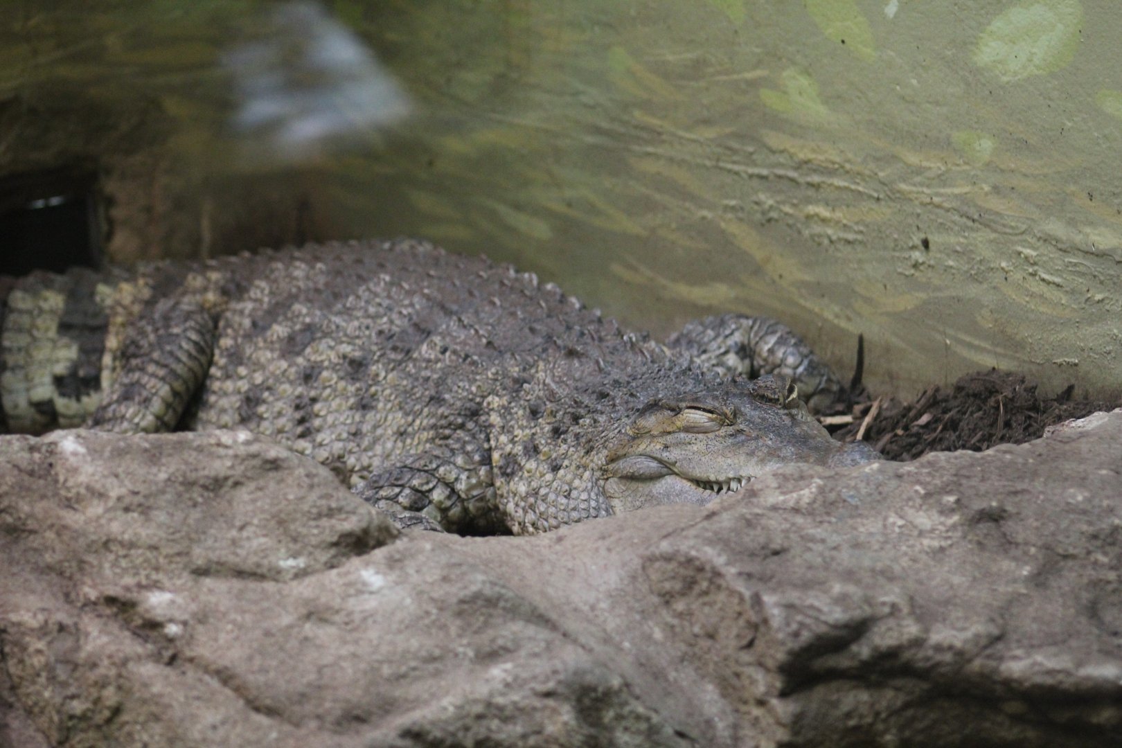 Philippine Crocodile