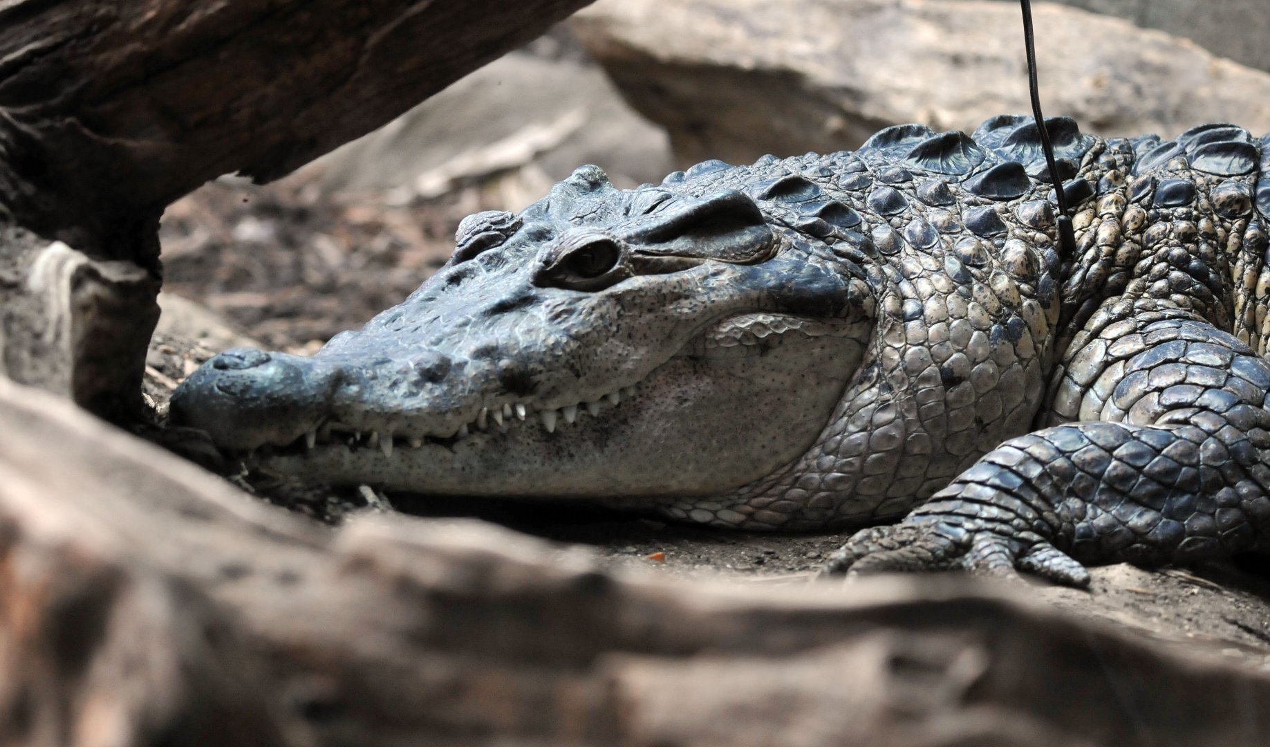 Philippine crocodile