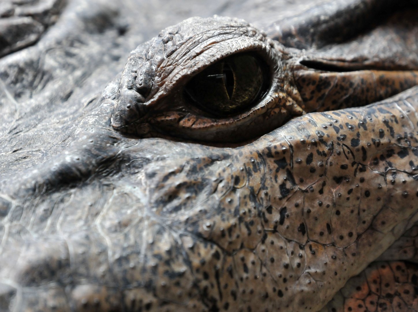 Philippine crocodile