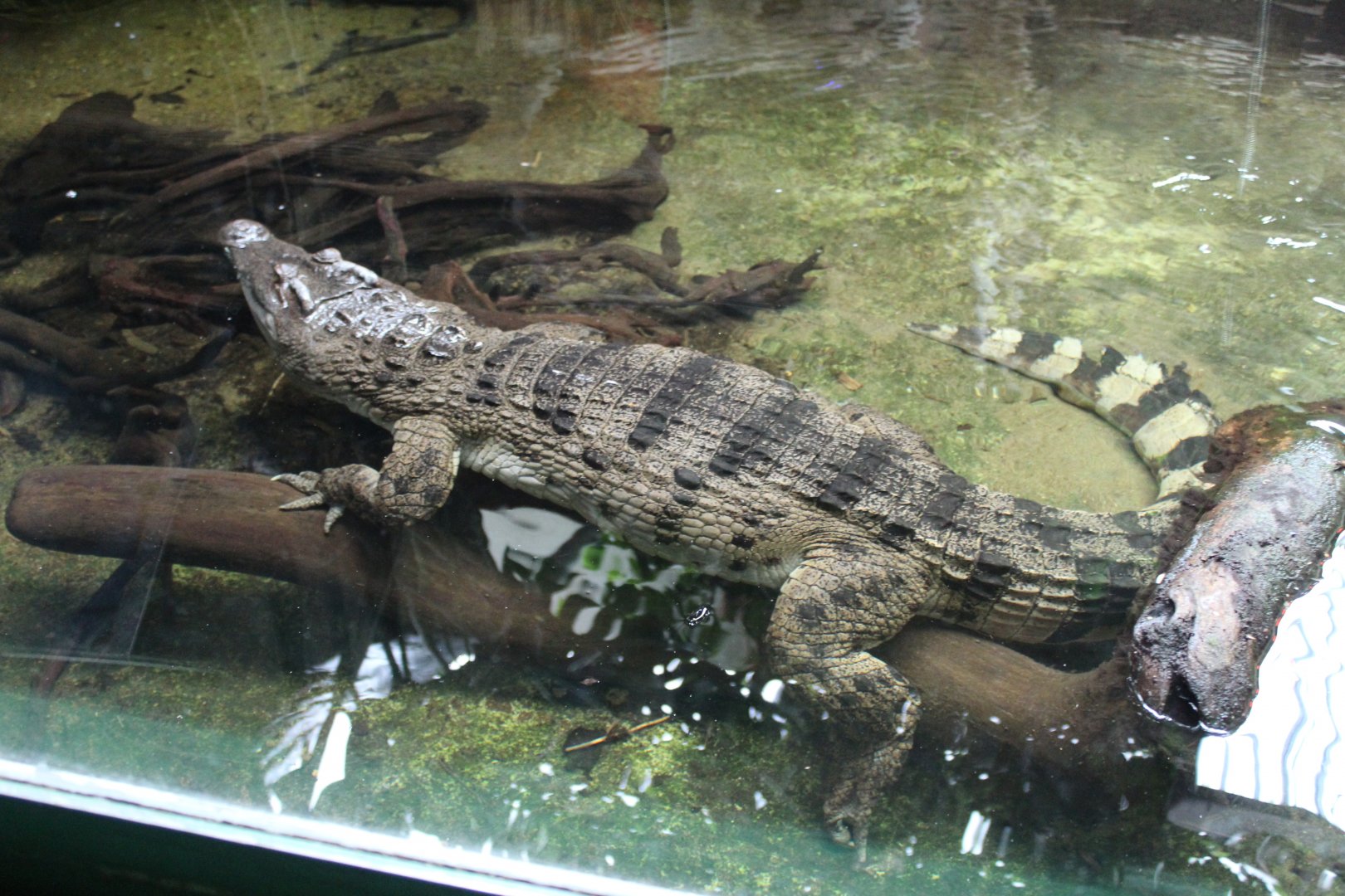 Philippine Crocodile
