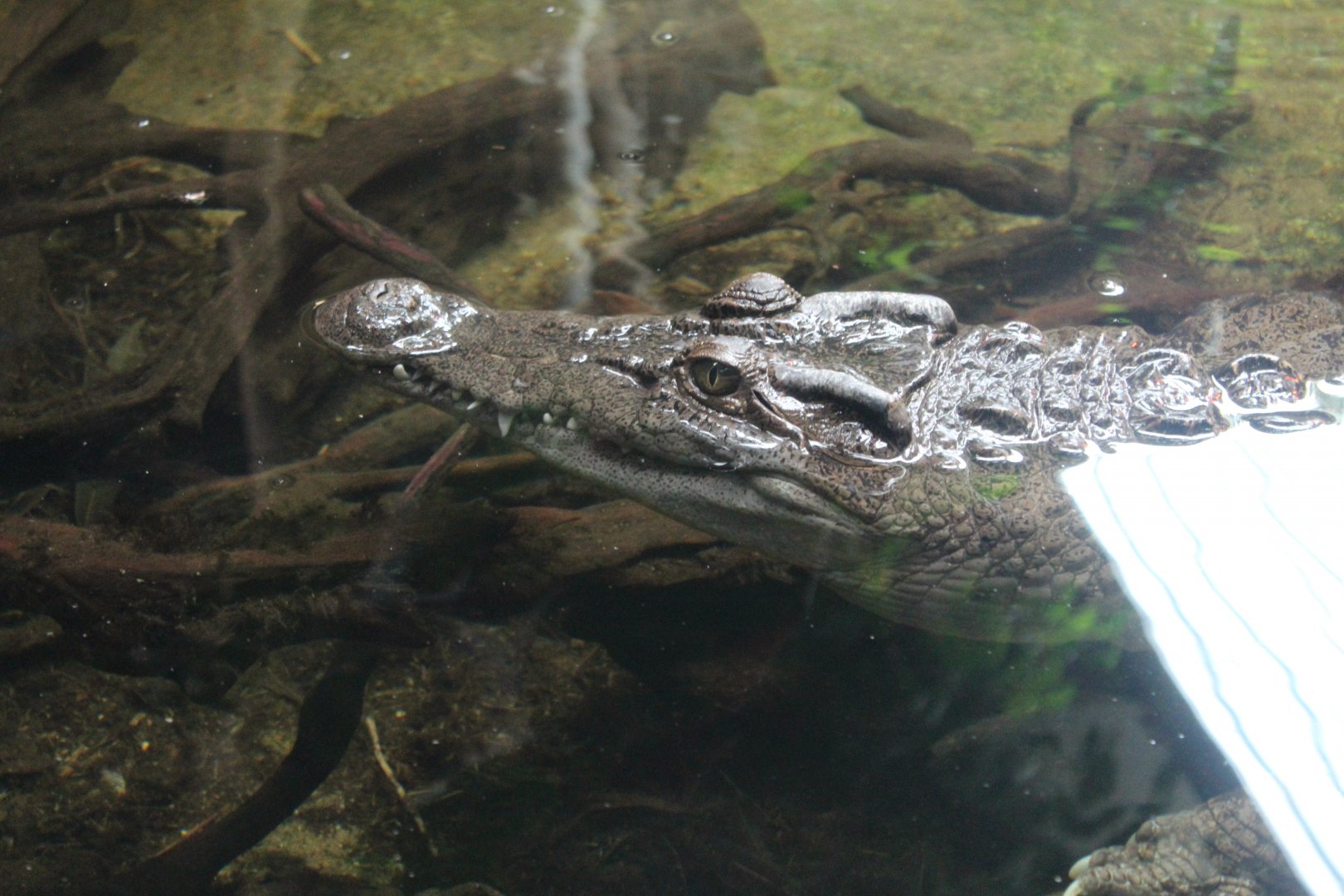 Philippine Crocodile