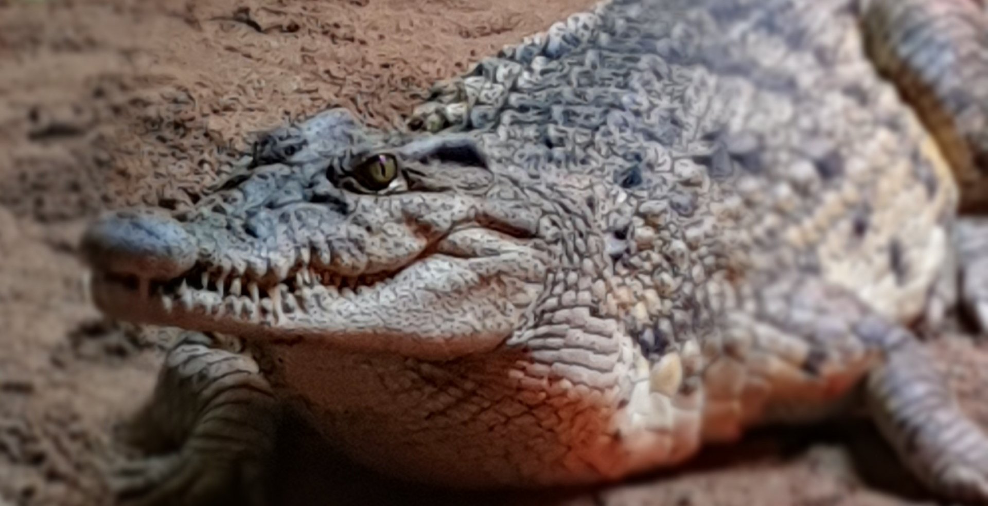 Philippine crocodile