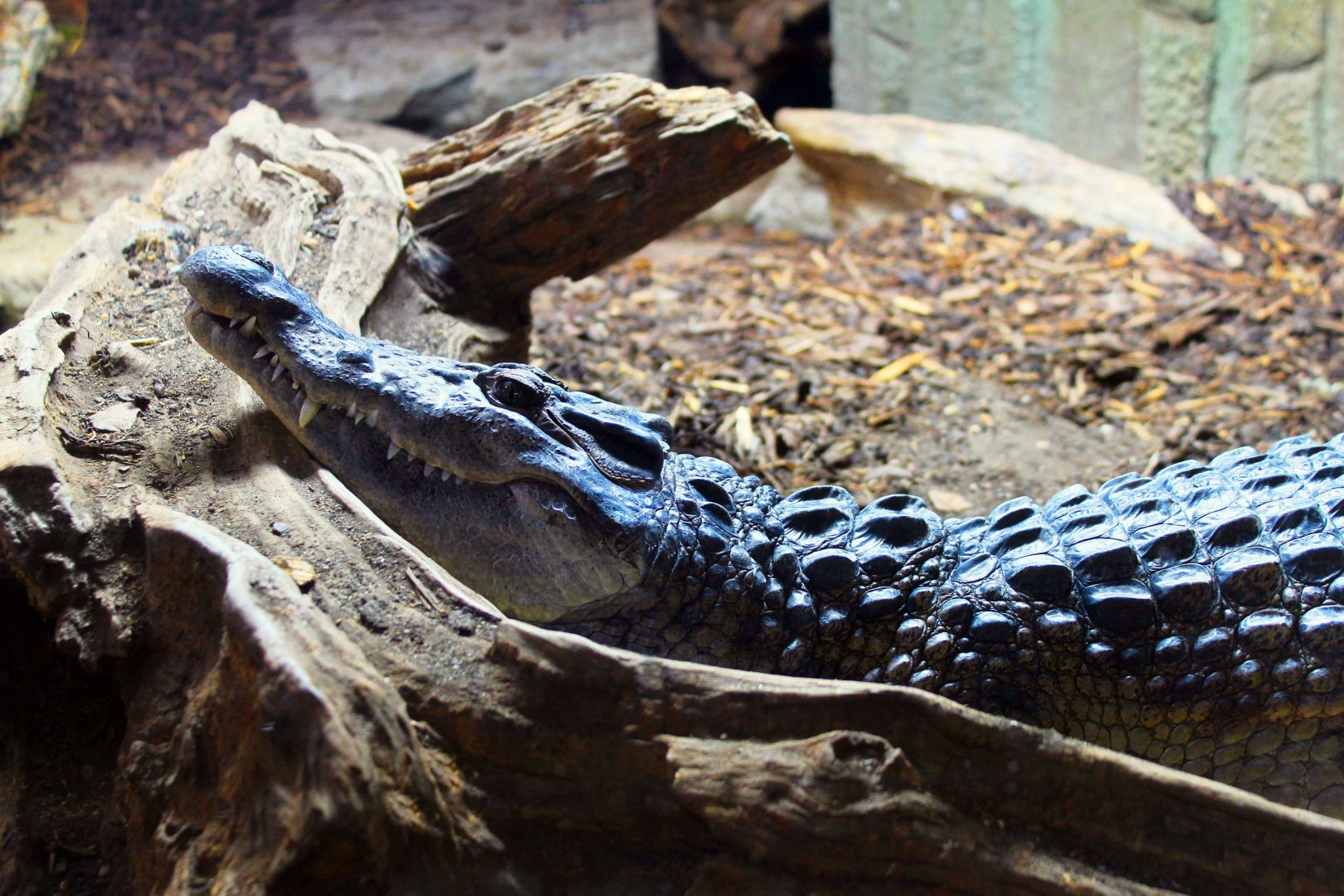 Philippine Crocodile