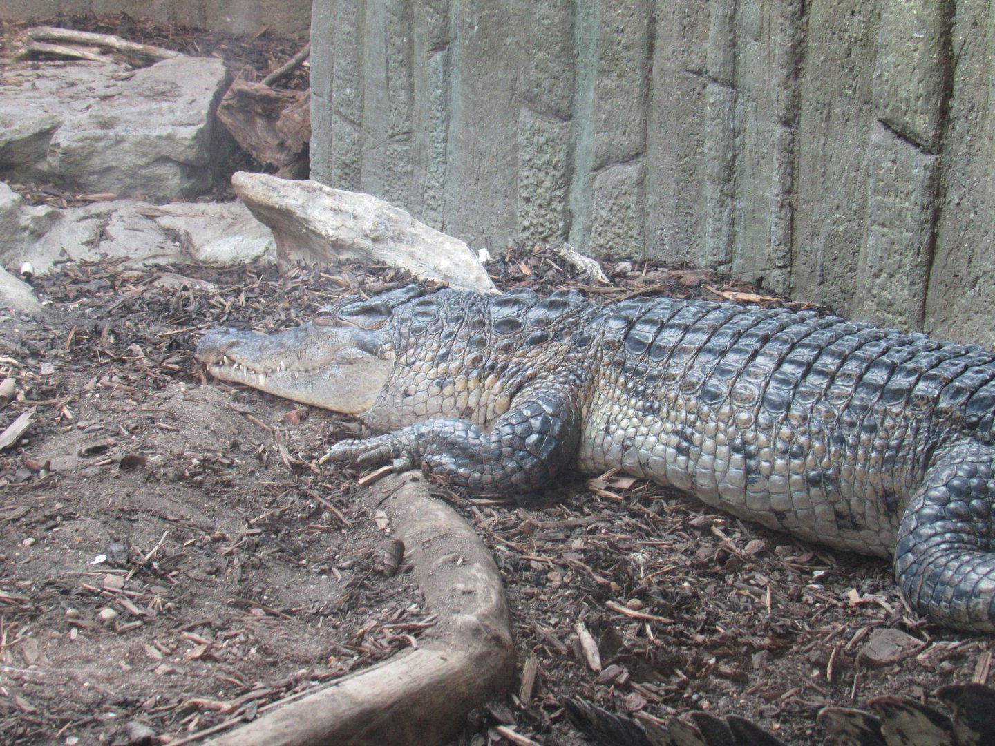 Philippine Crocodile