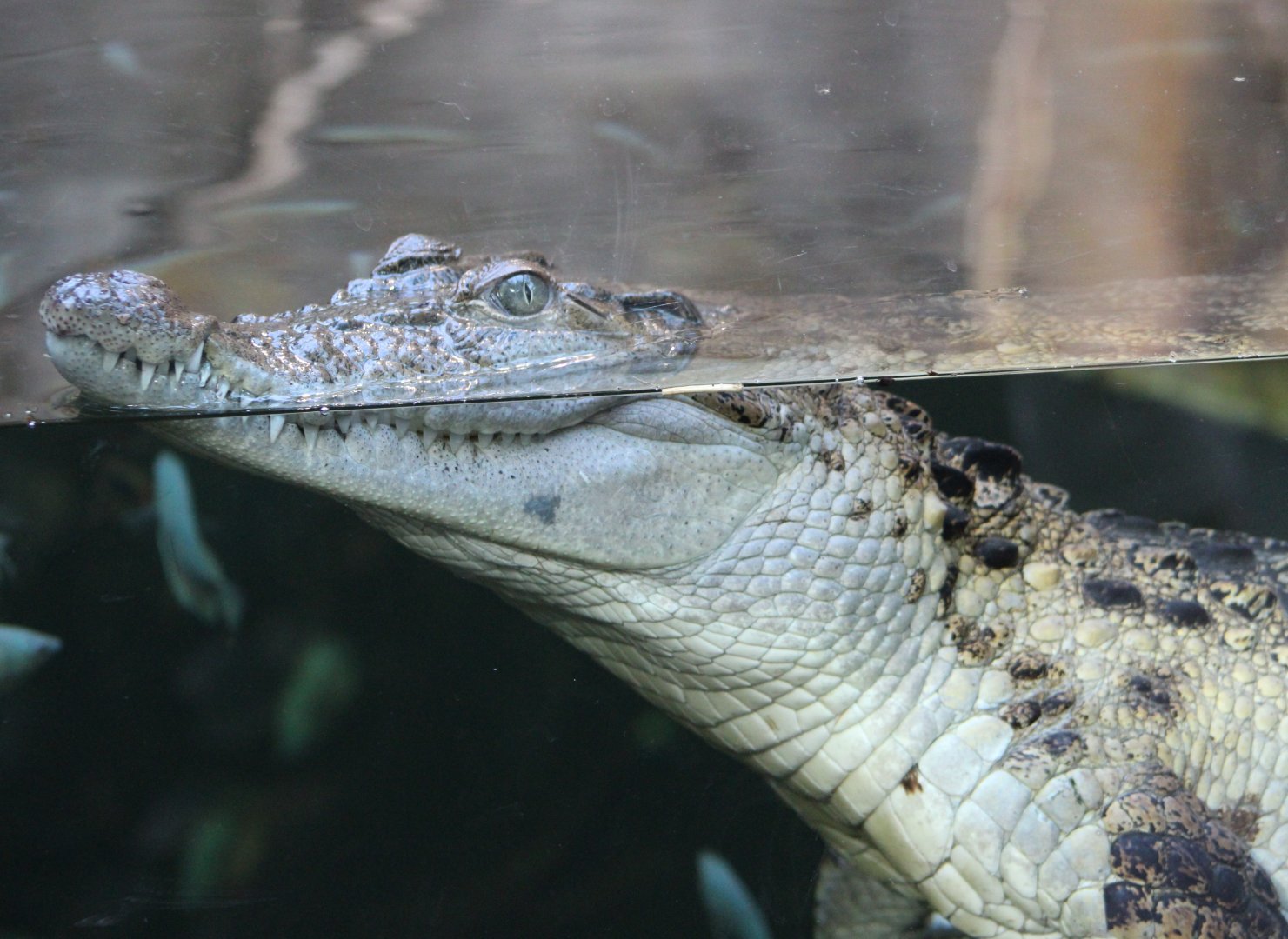 Philippine crocodile