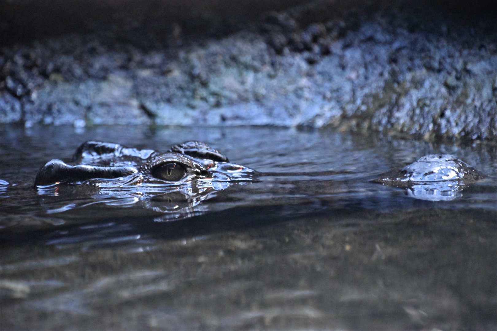 Philippine crocodile
