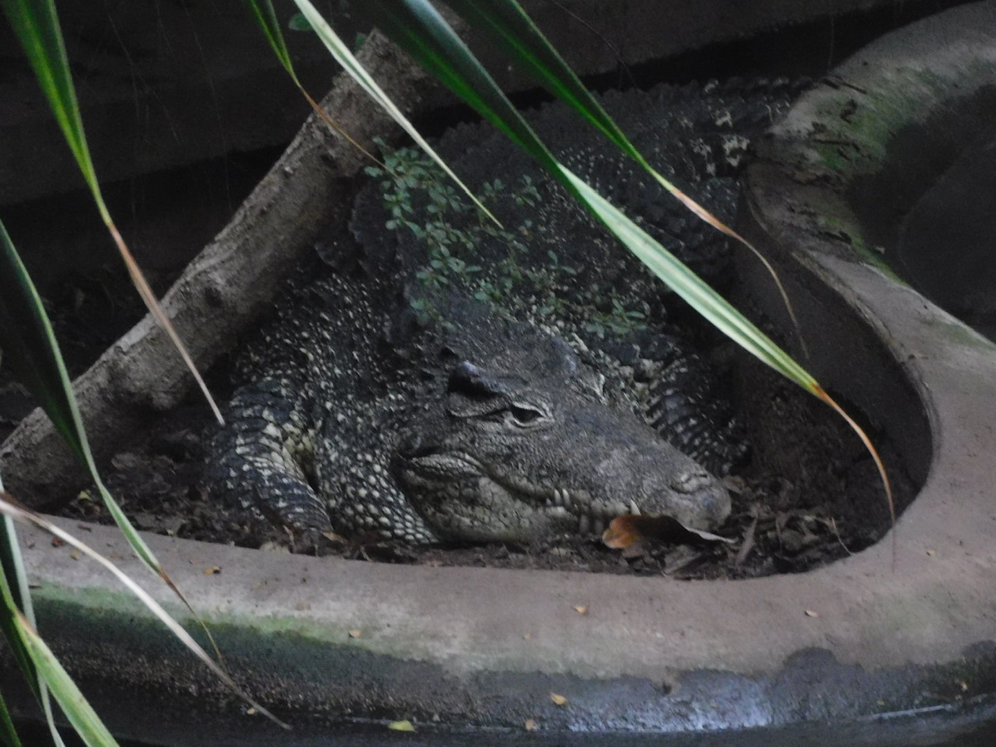 Philippine Crocodile