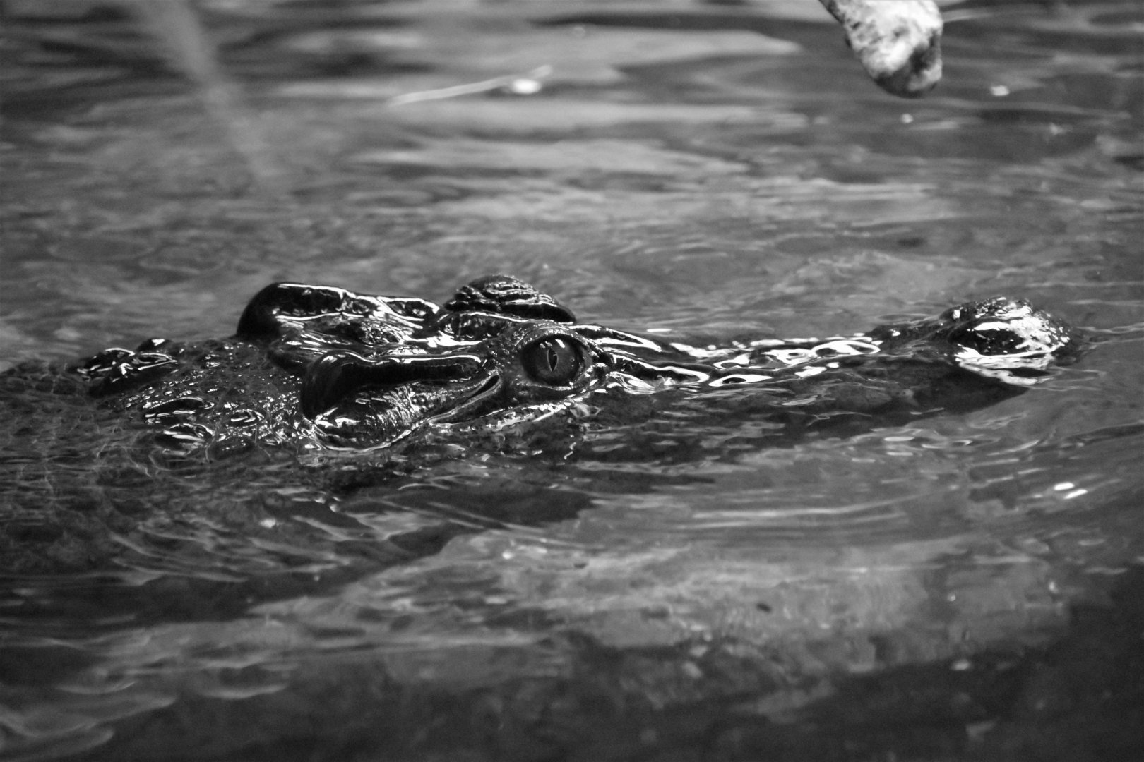 Philippine crocodile