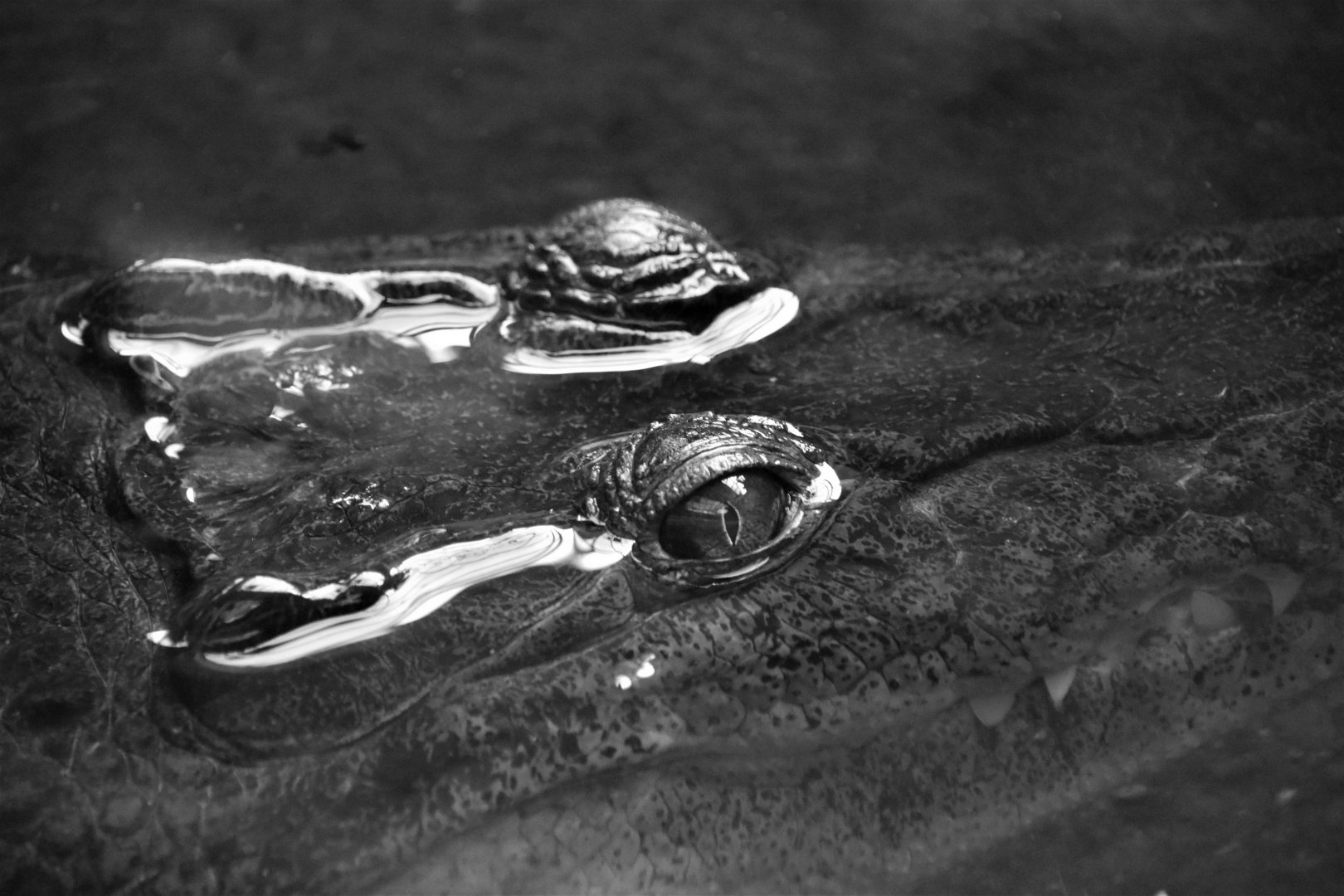 Philippine crocodile