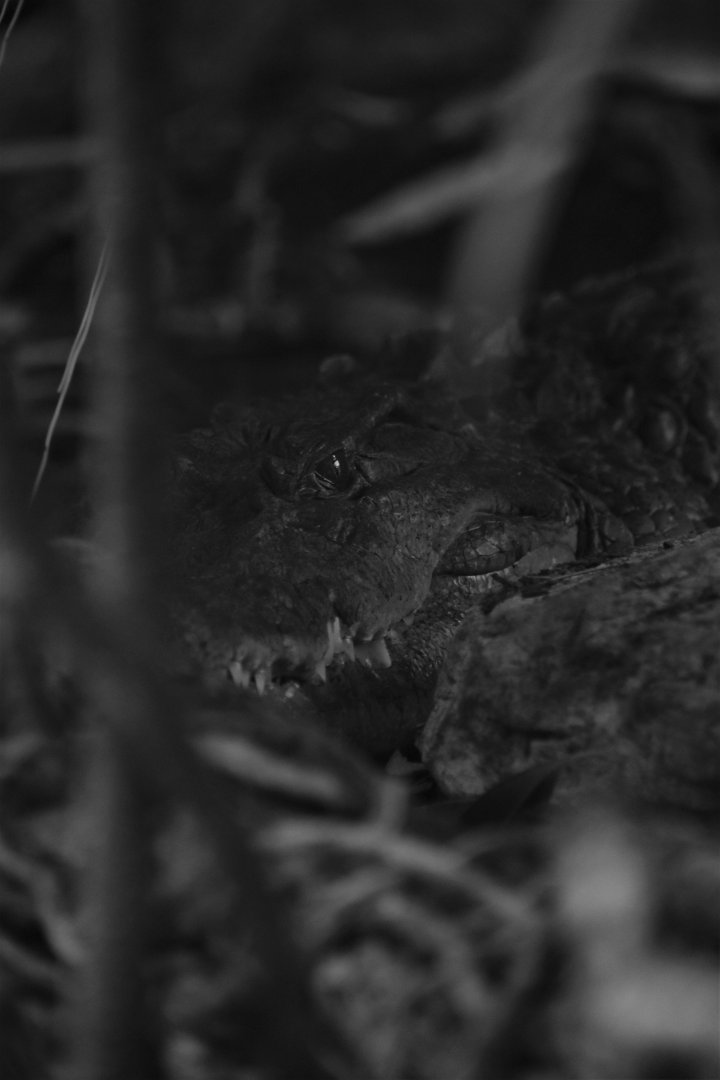 Philippine crocodile