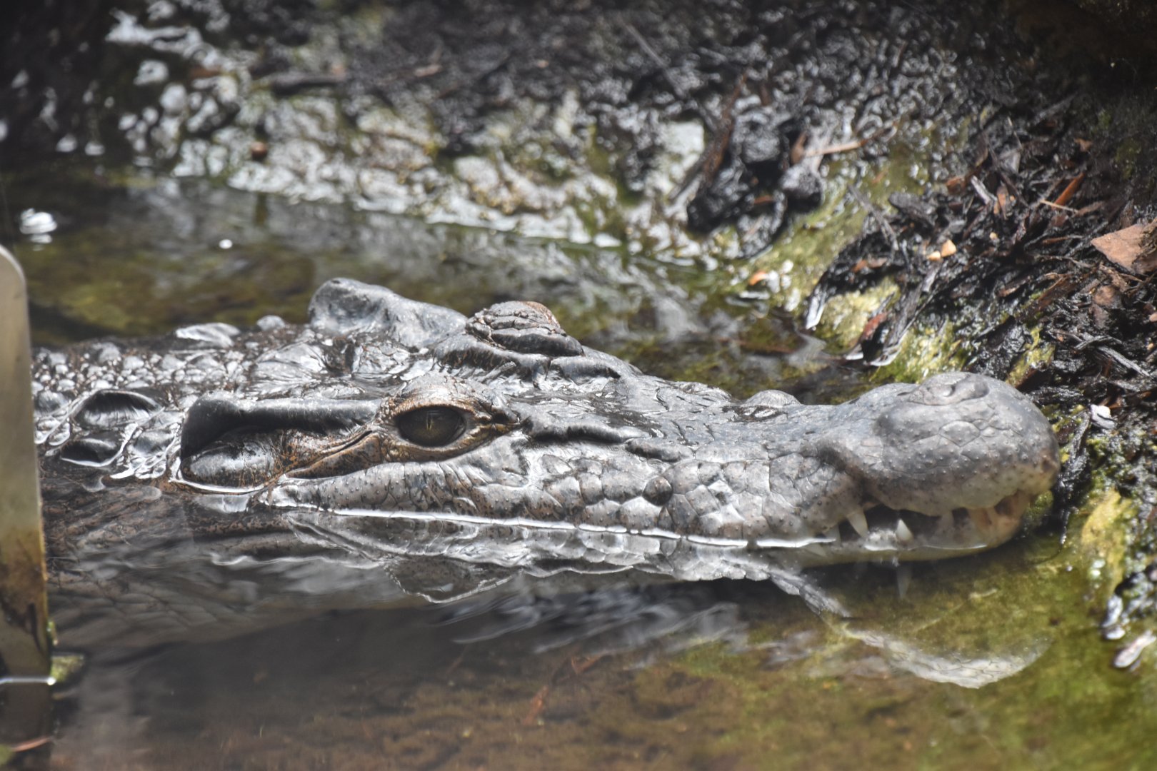 Philippine crocodile