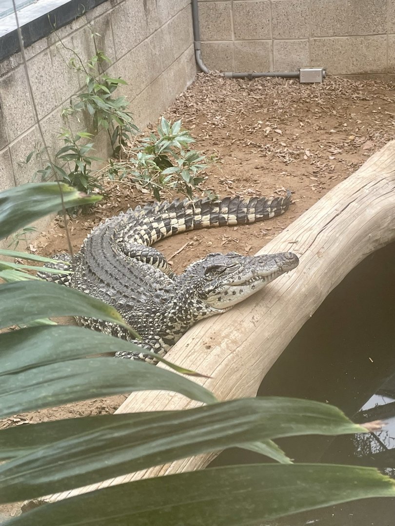 Philippine crocodile