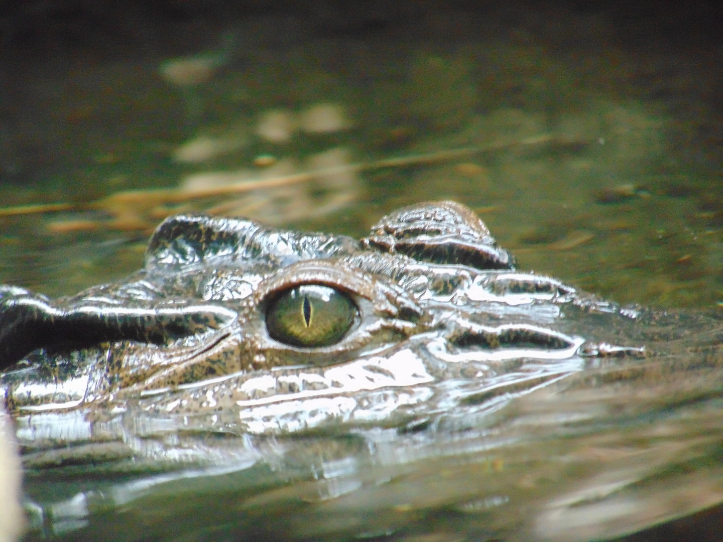 Philippine Crocodile