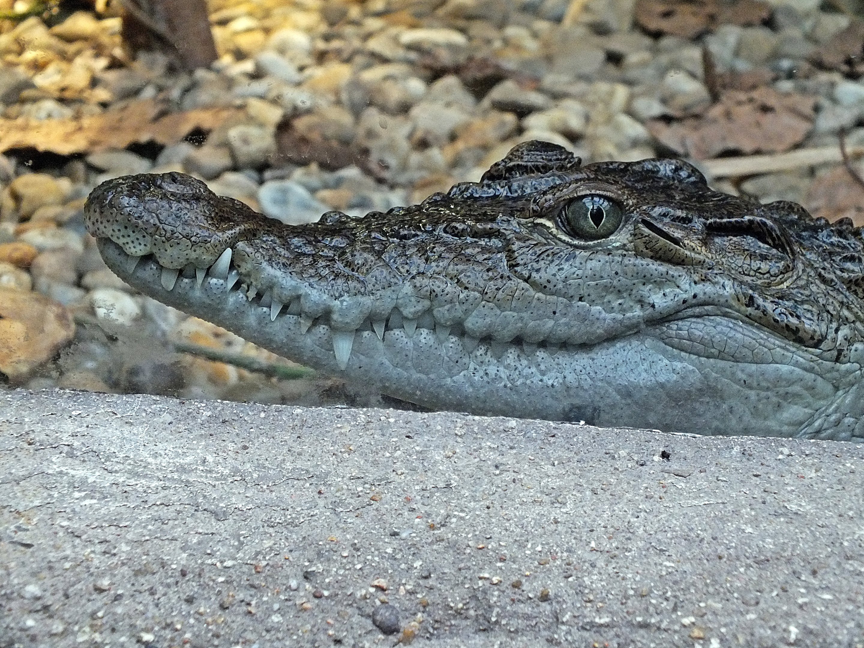 Philippine crocodile